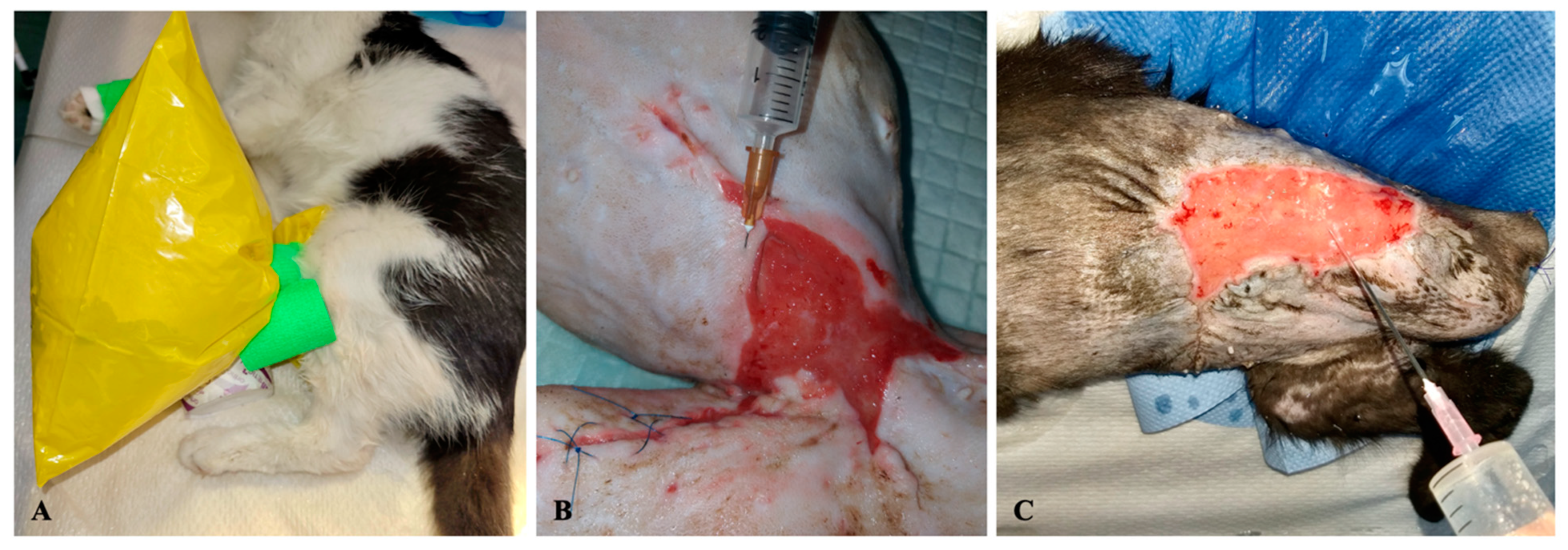 Animals 13 02796 g001