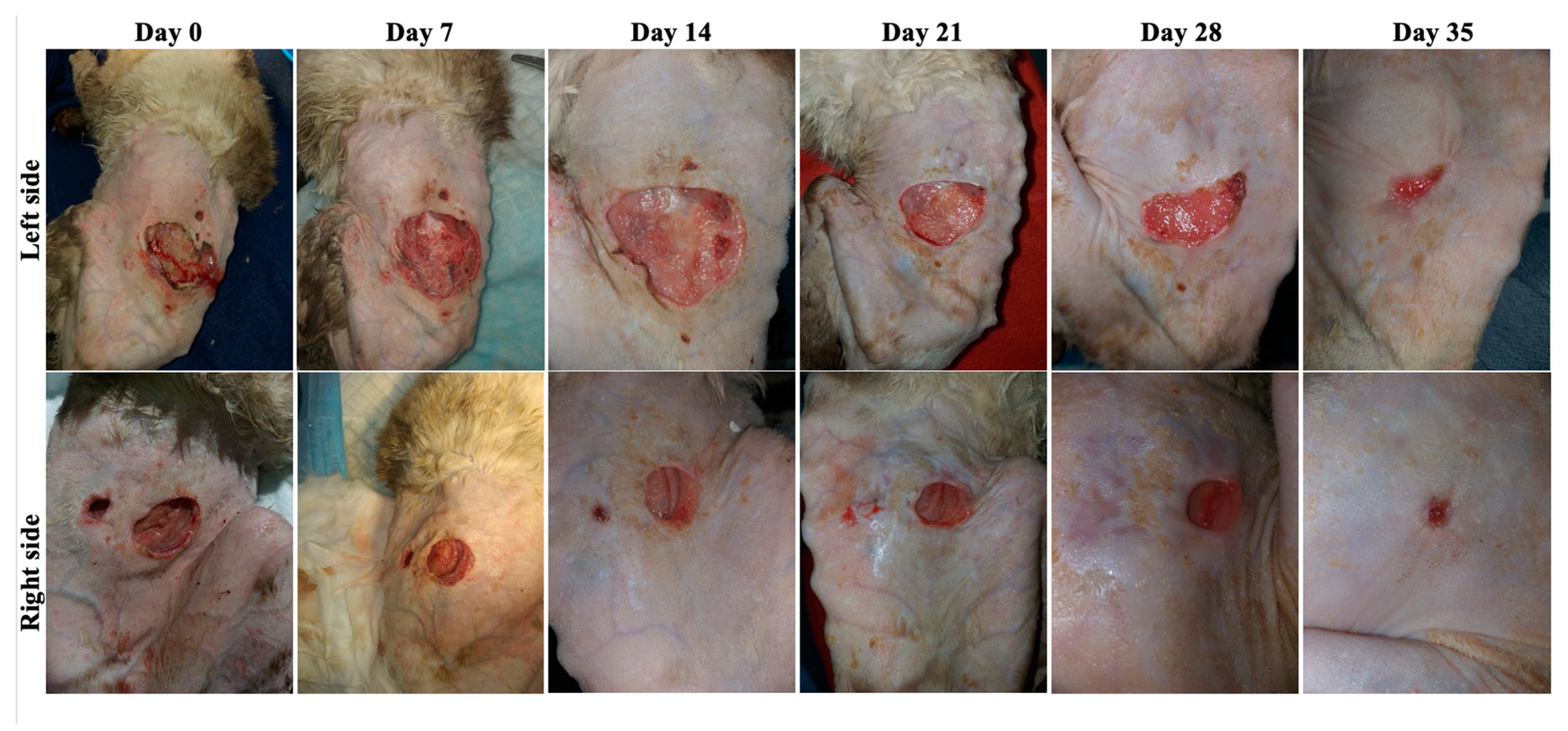 Animals 13 02796 g004