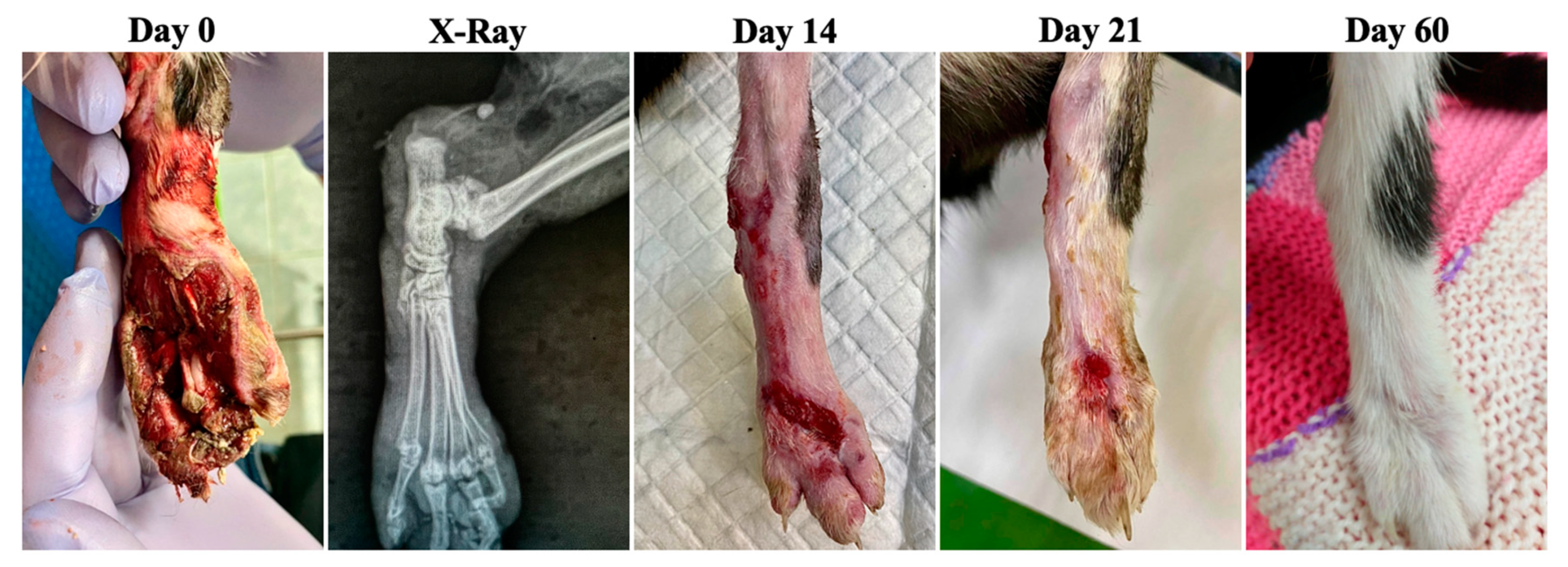 Animals 13 02796 g007