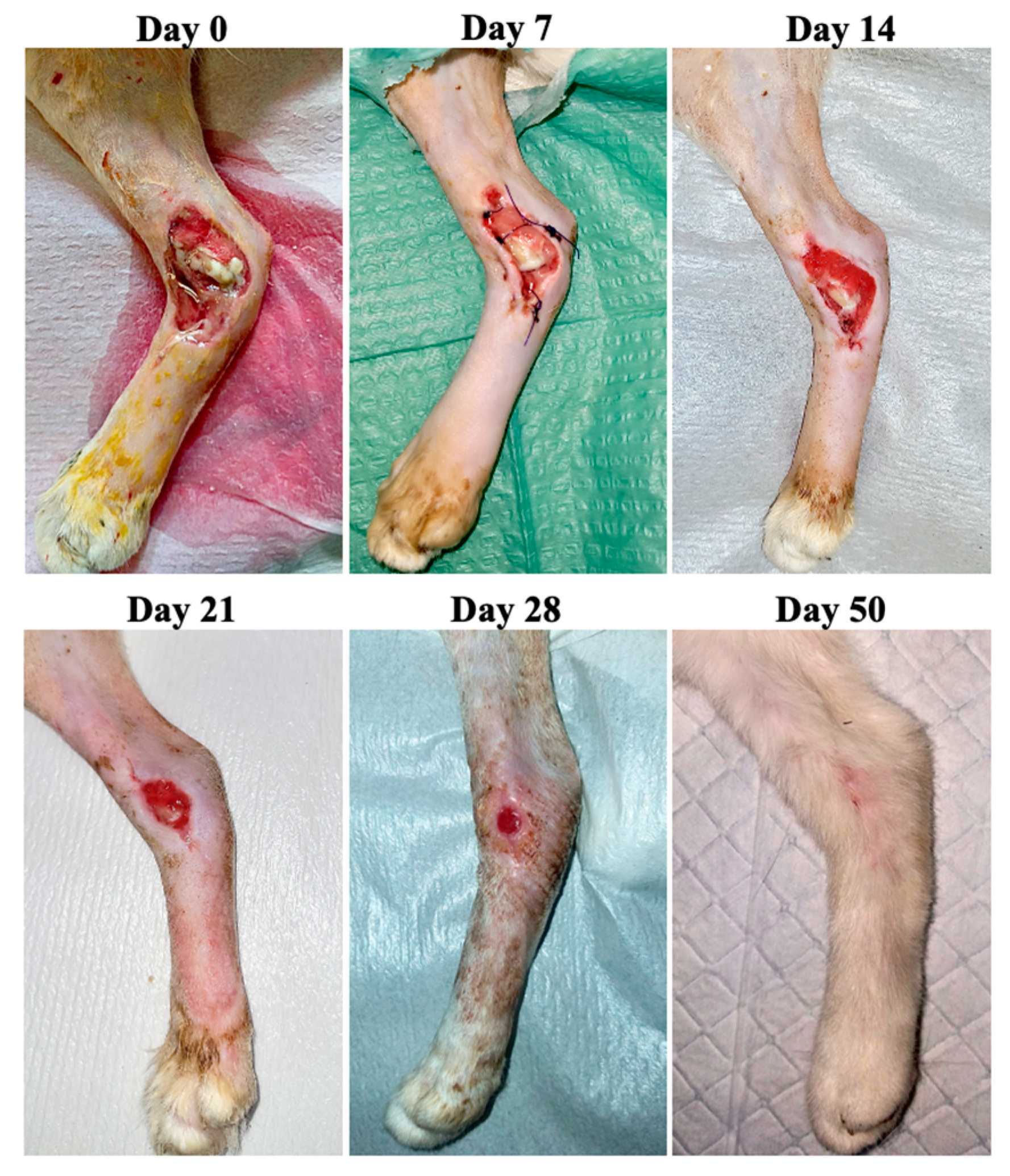 Animals 13 02796 g008