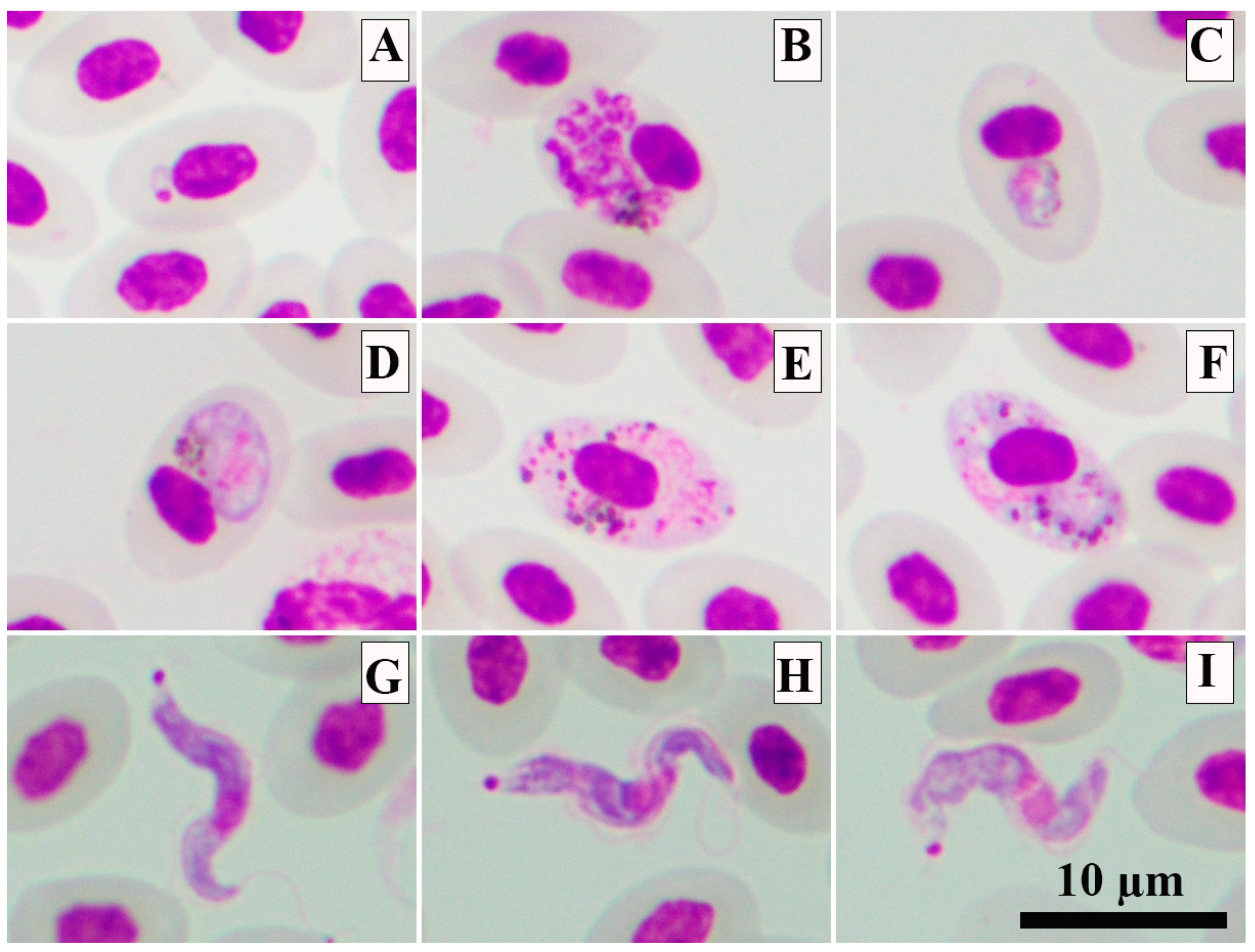 Animals 13 02798 g002