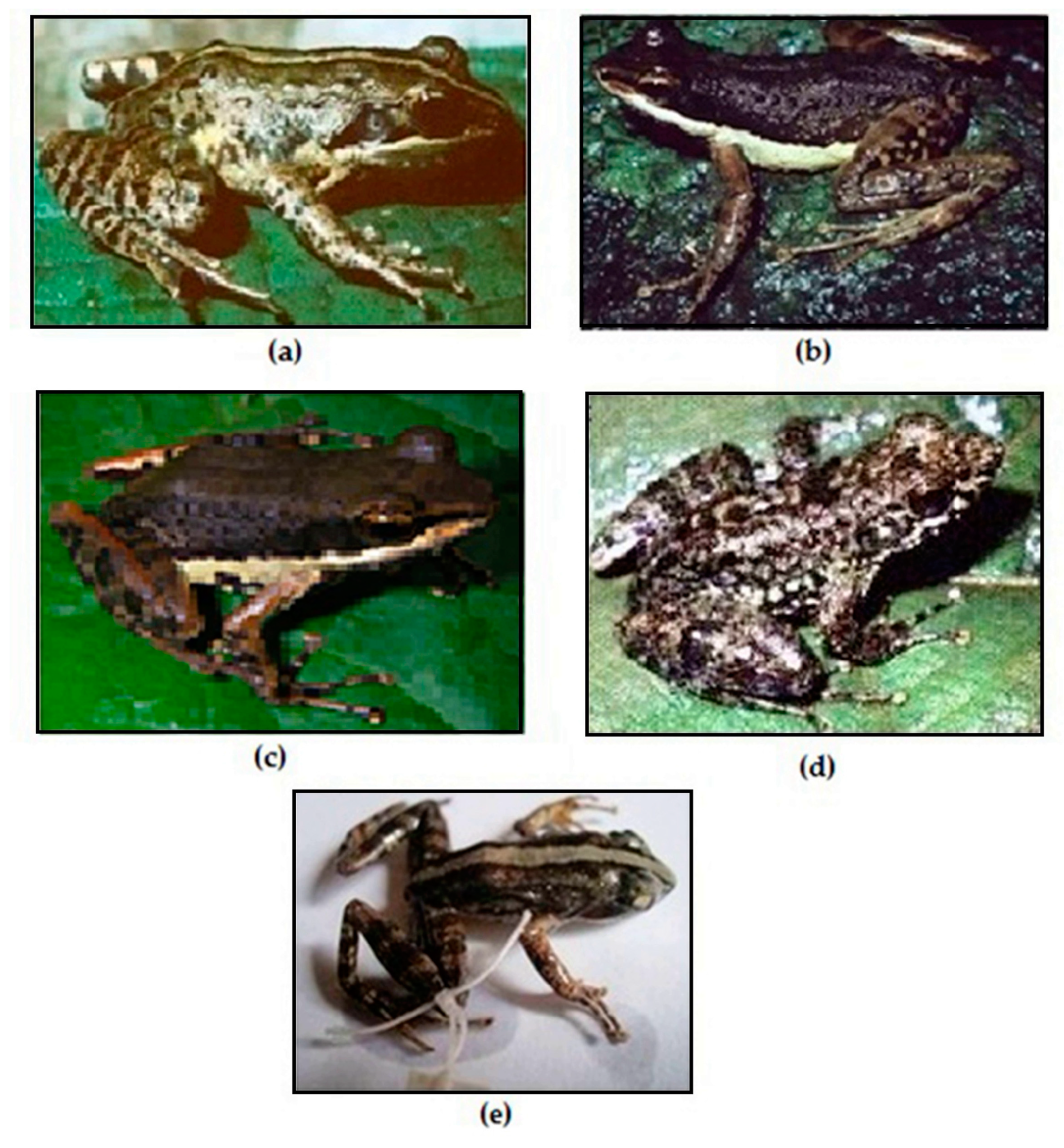 Animals 13 02800 g002