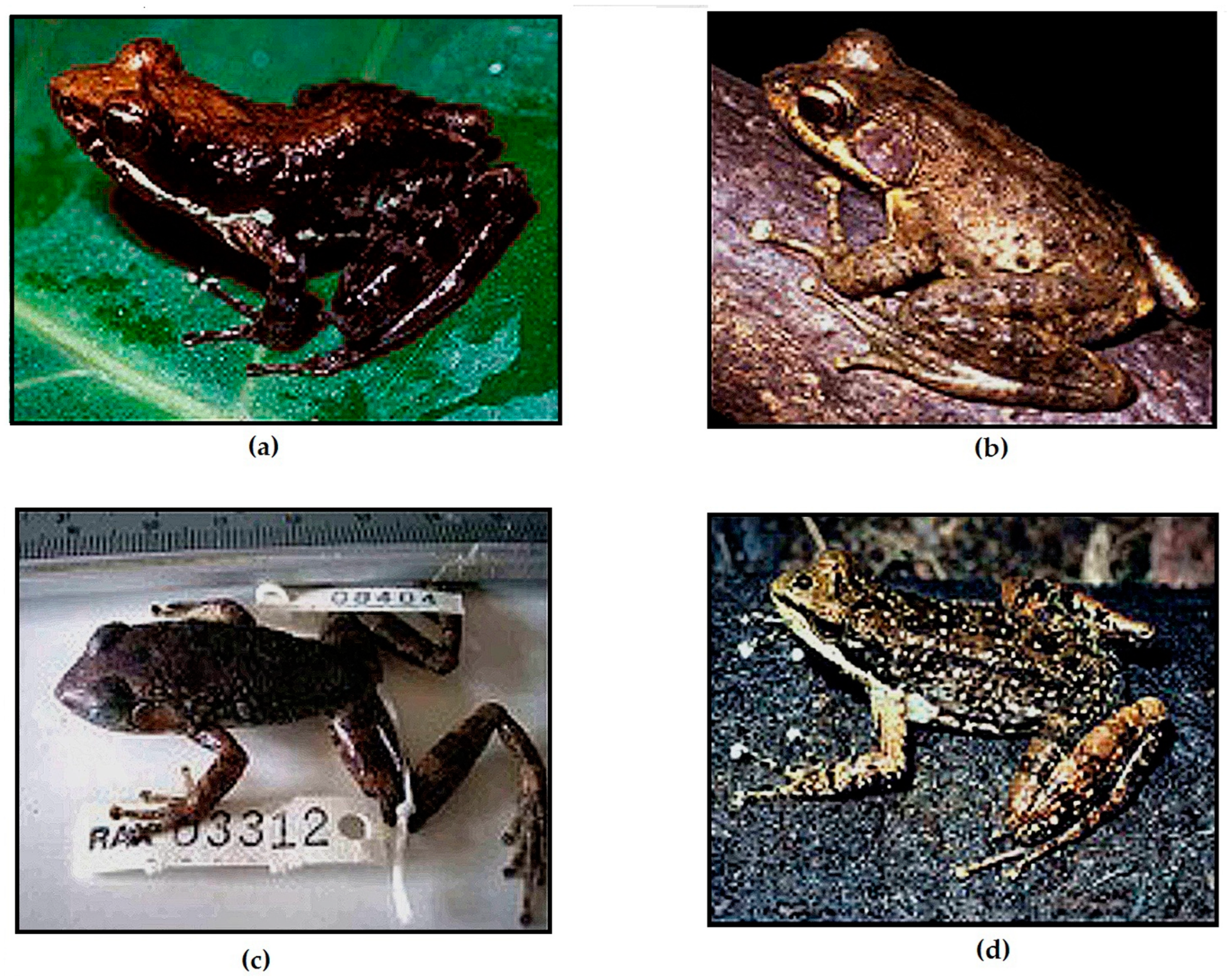 Animals 13 02800 g008