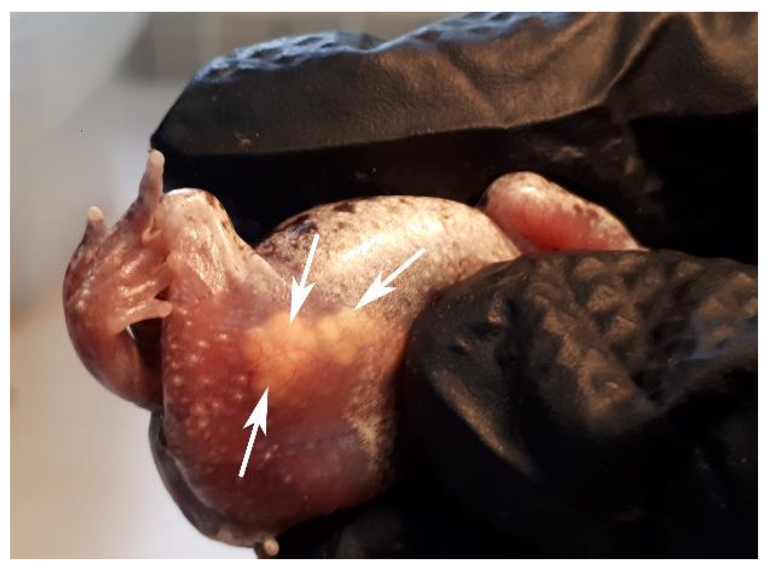 Animals 13 02802 g002