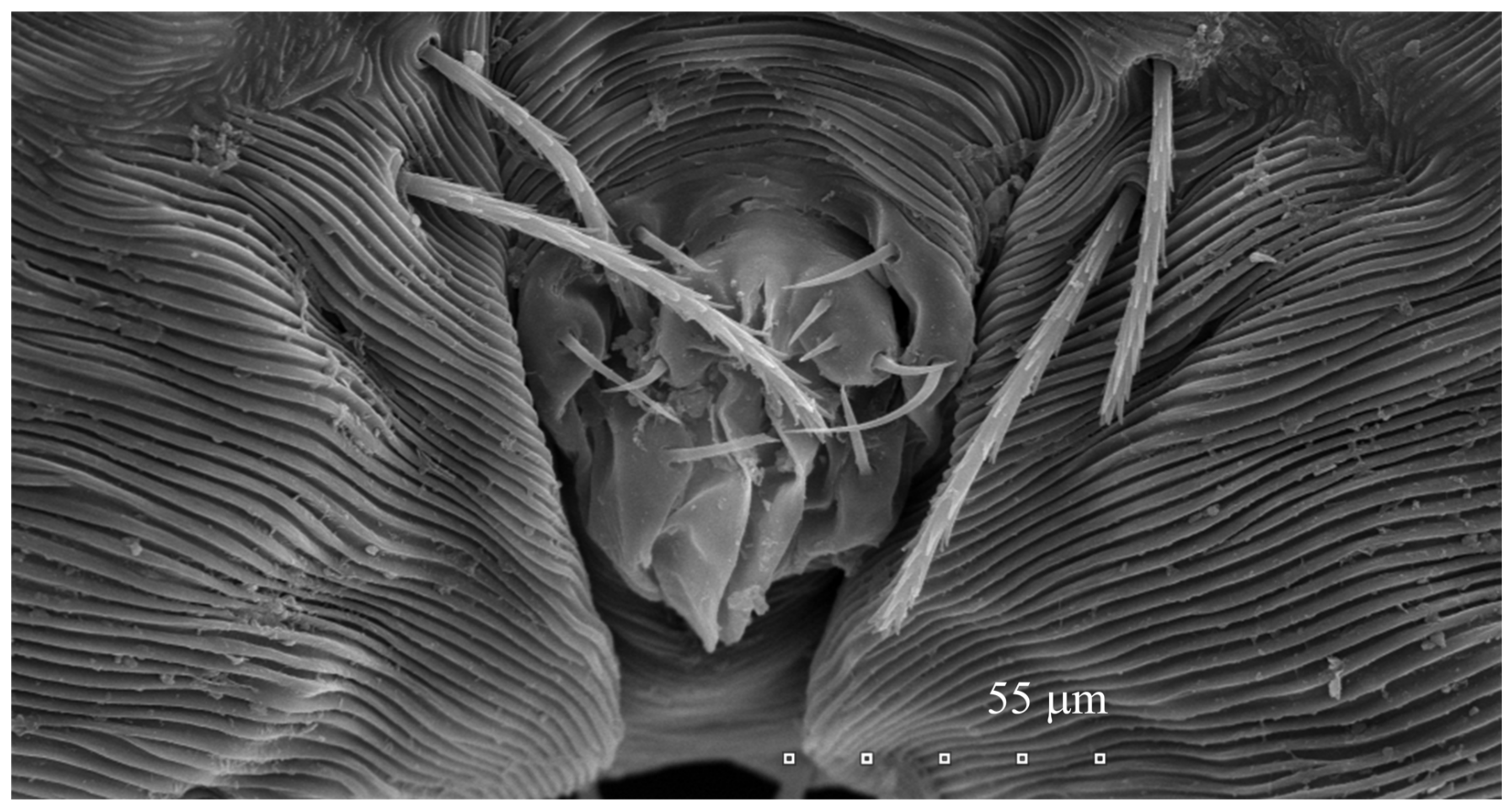 Animals 13 02809 g007