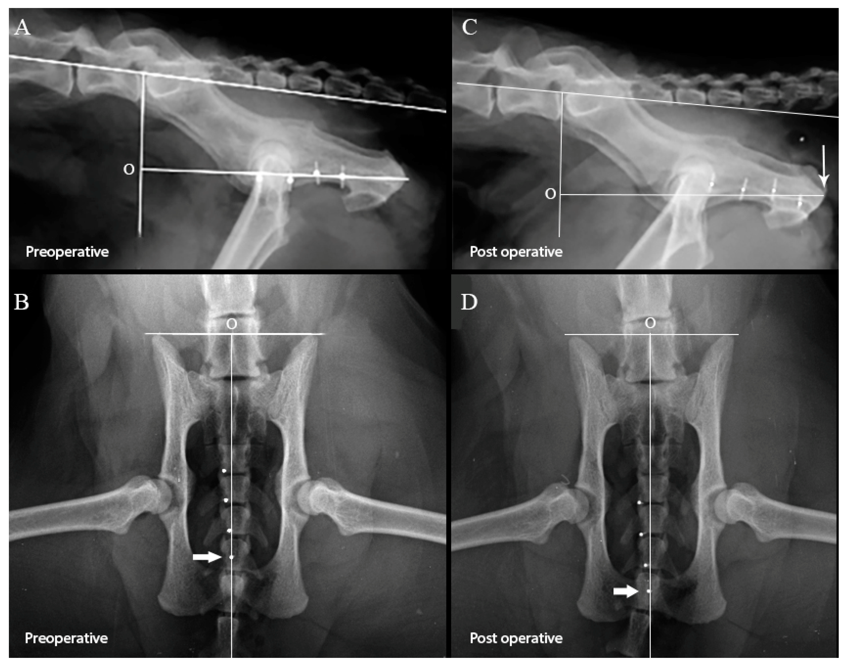 Effect of Perineal Urethrostomy on the Length of the Urethra of the Cat A Cadaveric Study