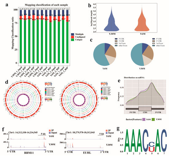 バイオリン Transcriptome Studies Reveal the N6-Methyladenosine