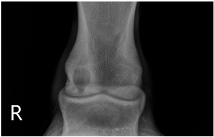 Animals 13 02838 i002