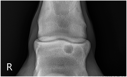 Animals 13 02838 i003