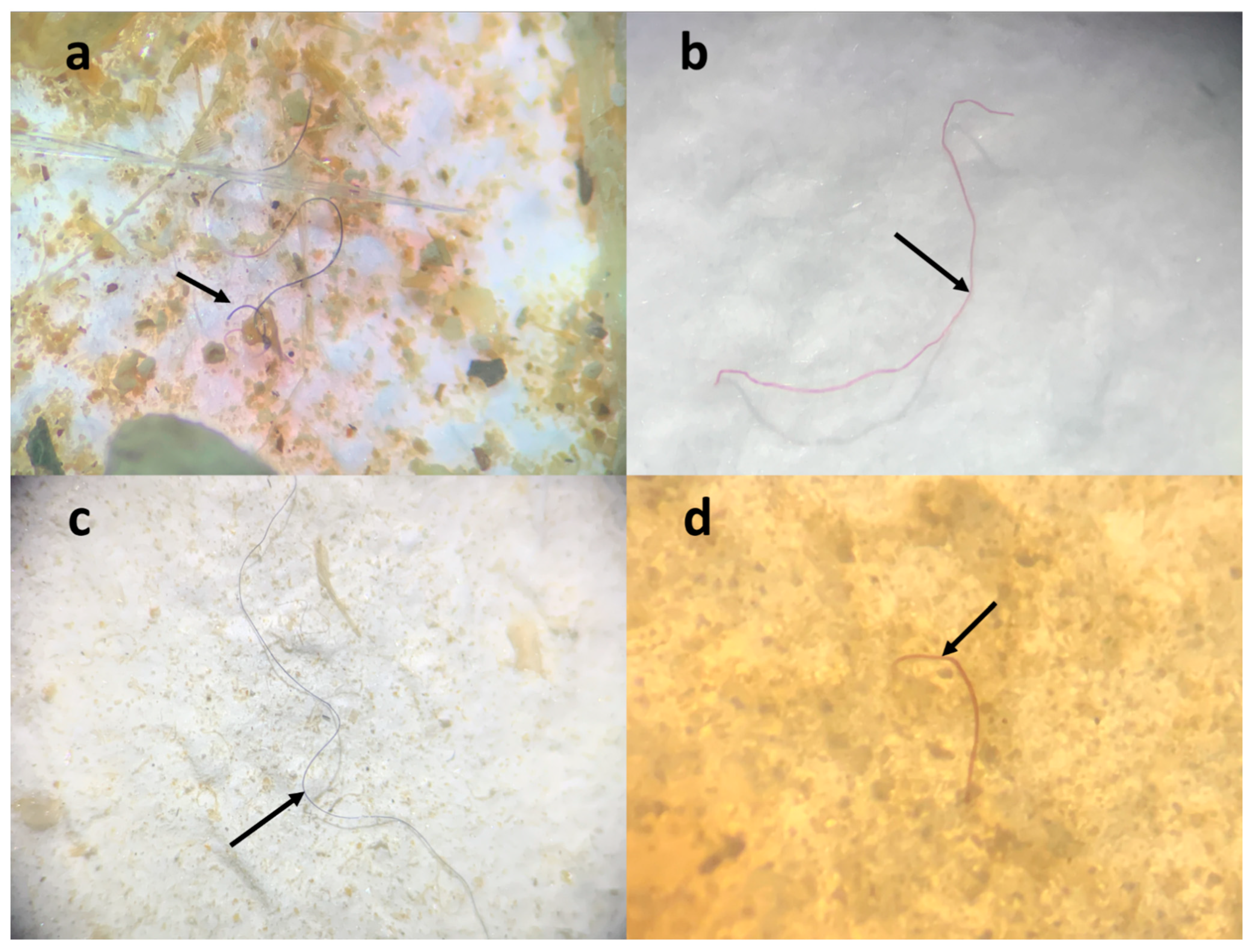 Animals 13 02840 g002