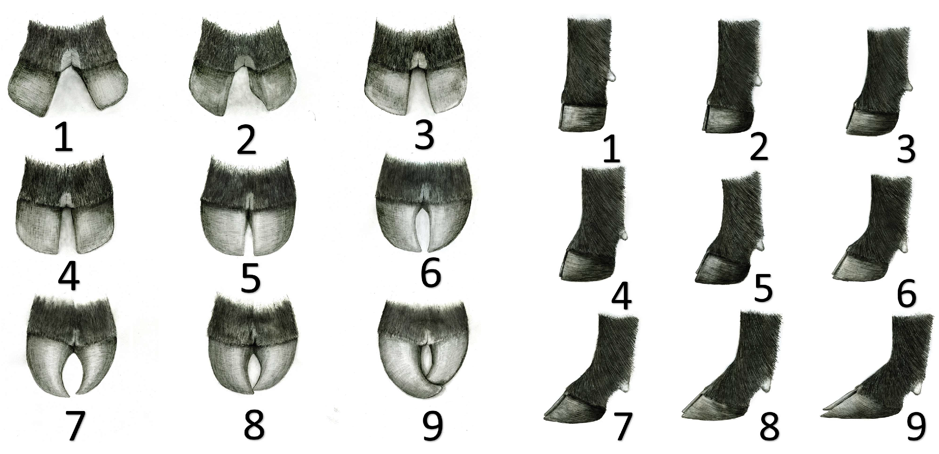 Animals 13 02849 g001