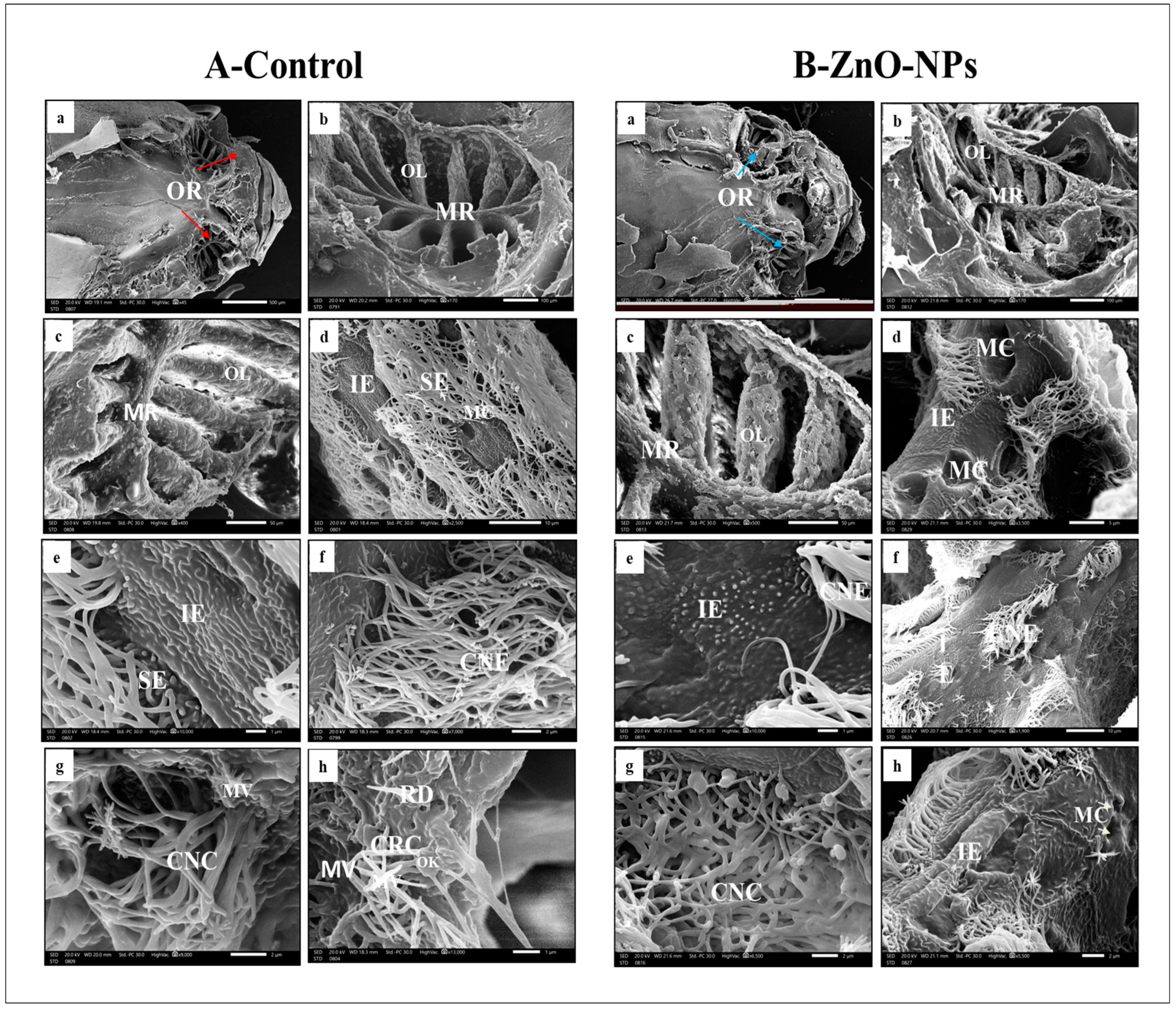 Animals 13 02867 g003