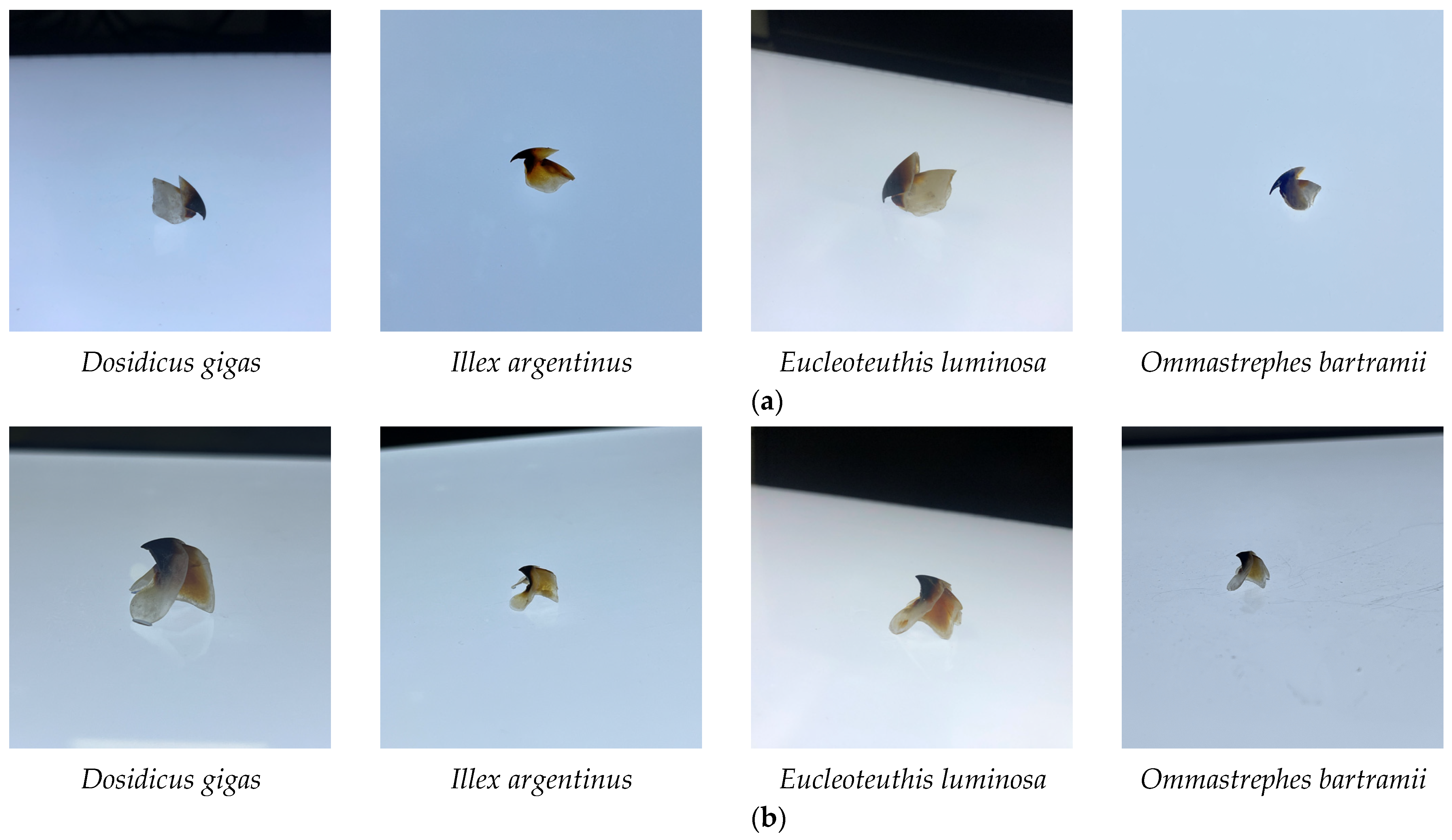 Animals 13 02891 g001