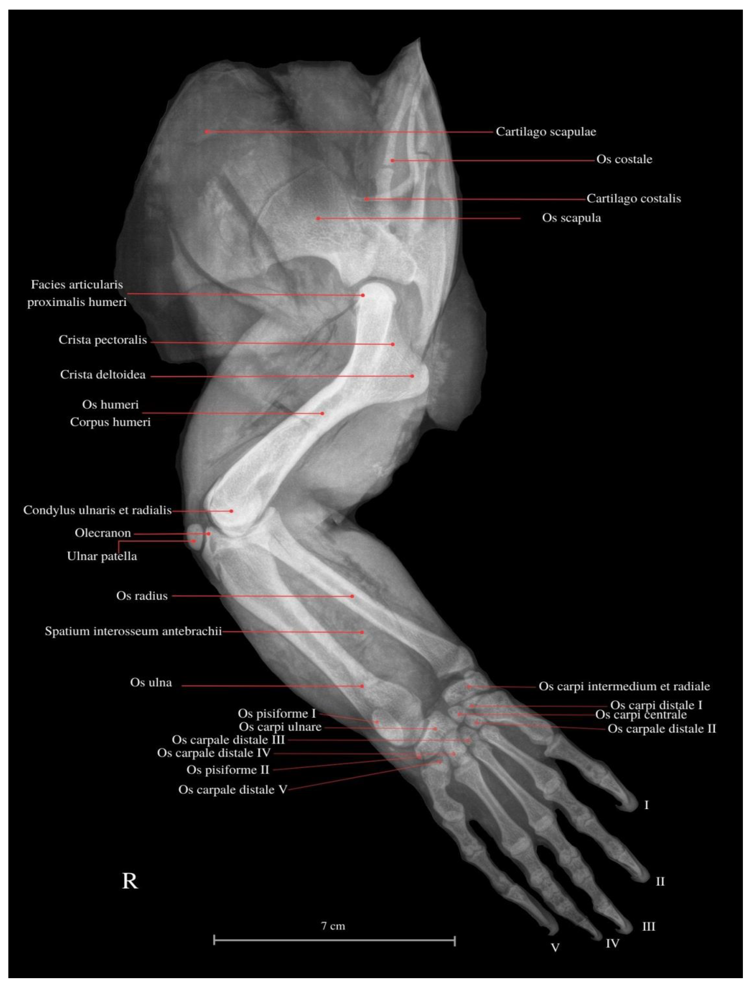 Animals Free Full-Text Functional Anatomy of the Thoracic Limb of the Komodo Dragon (Varanus komodoensis)