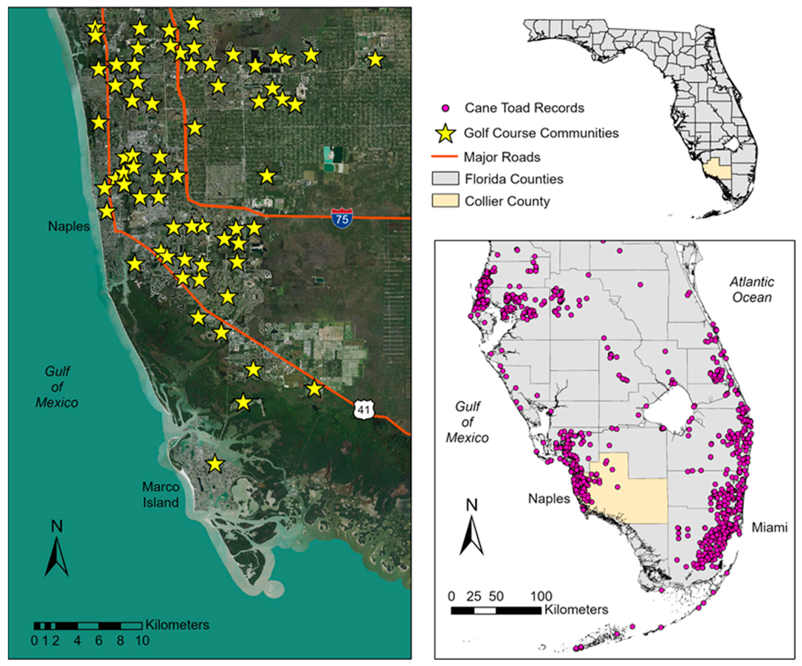 Animals Free Full-Text Faunal Diet of Adult Cane Toads, Rhinella marina, in the Urban Landscape of Southwest Florida
