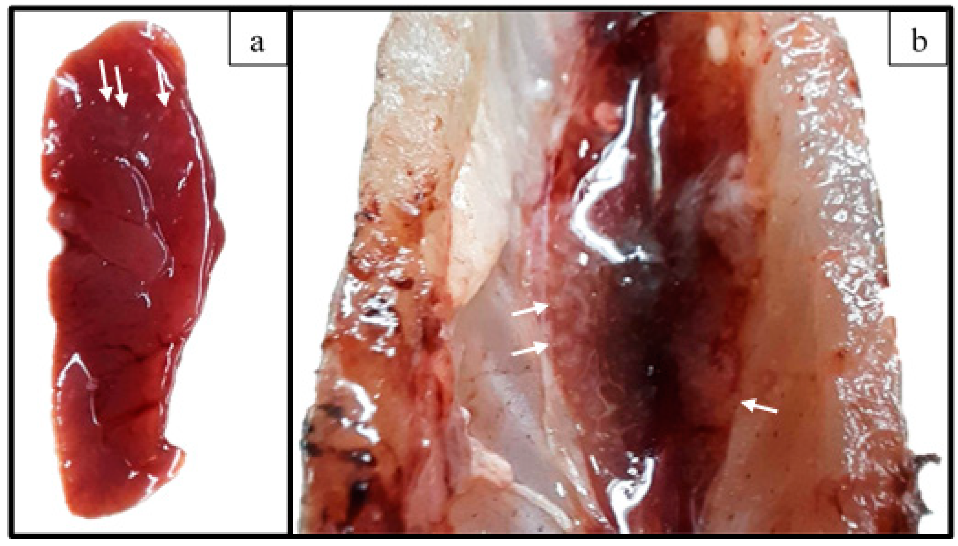 Animals 13 02910 g003 Animals 13 02910 g003