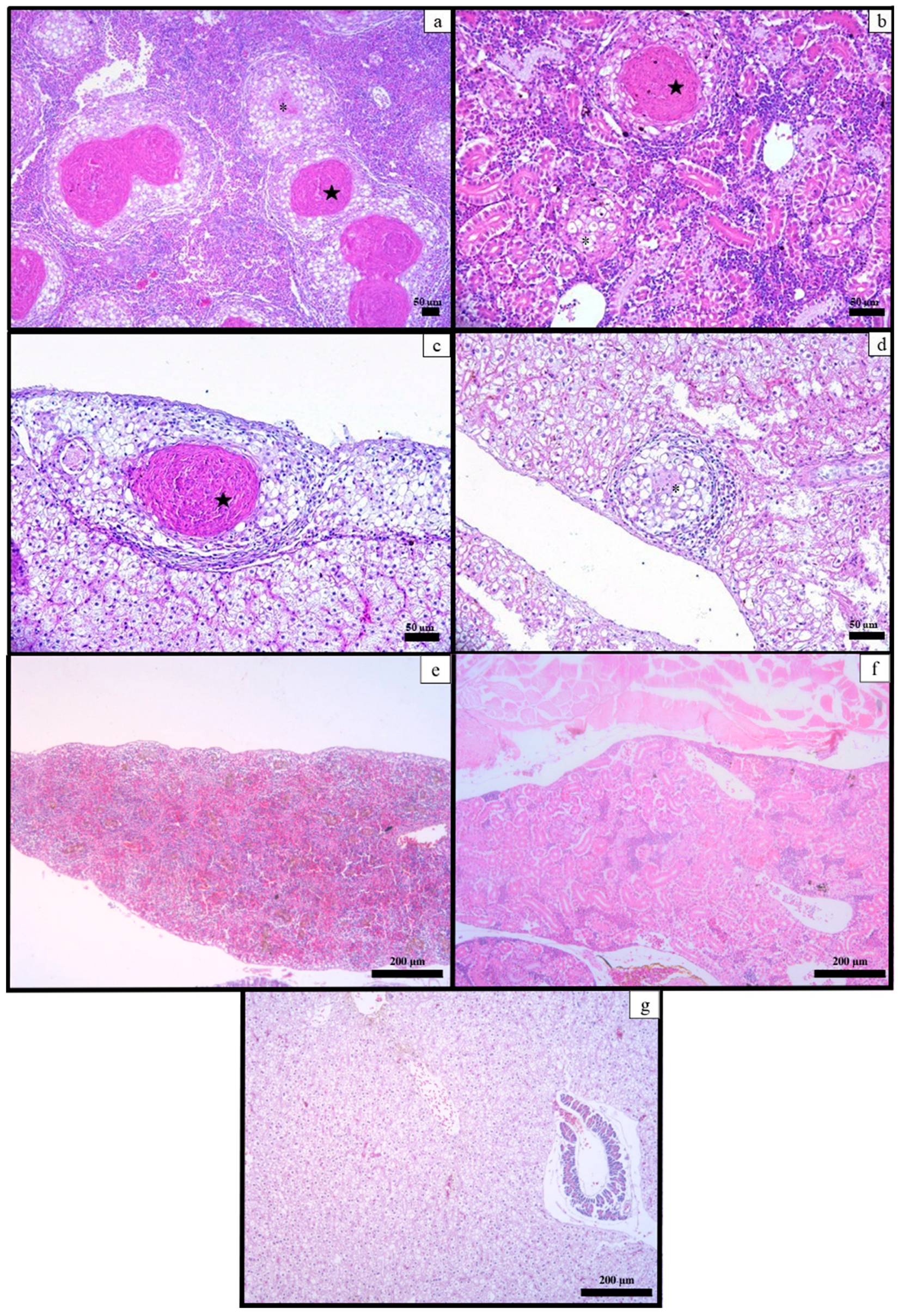 Animals 13 02910 g004 Animals 13 02910 g004