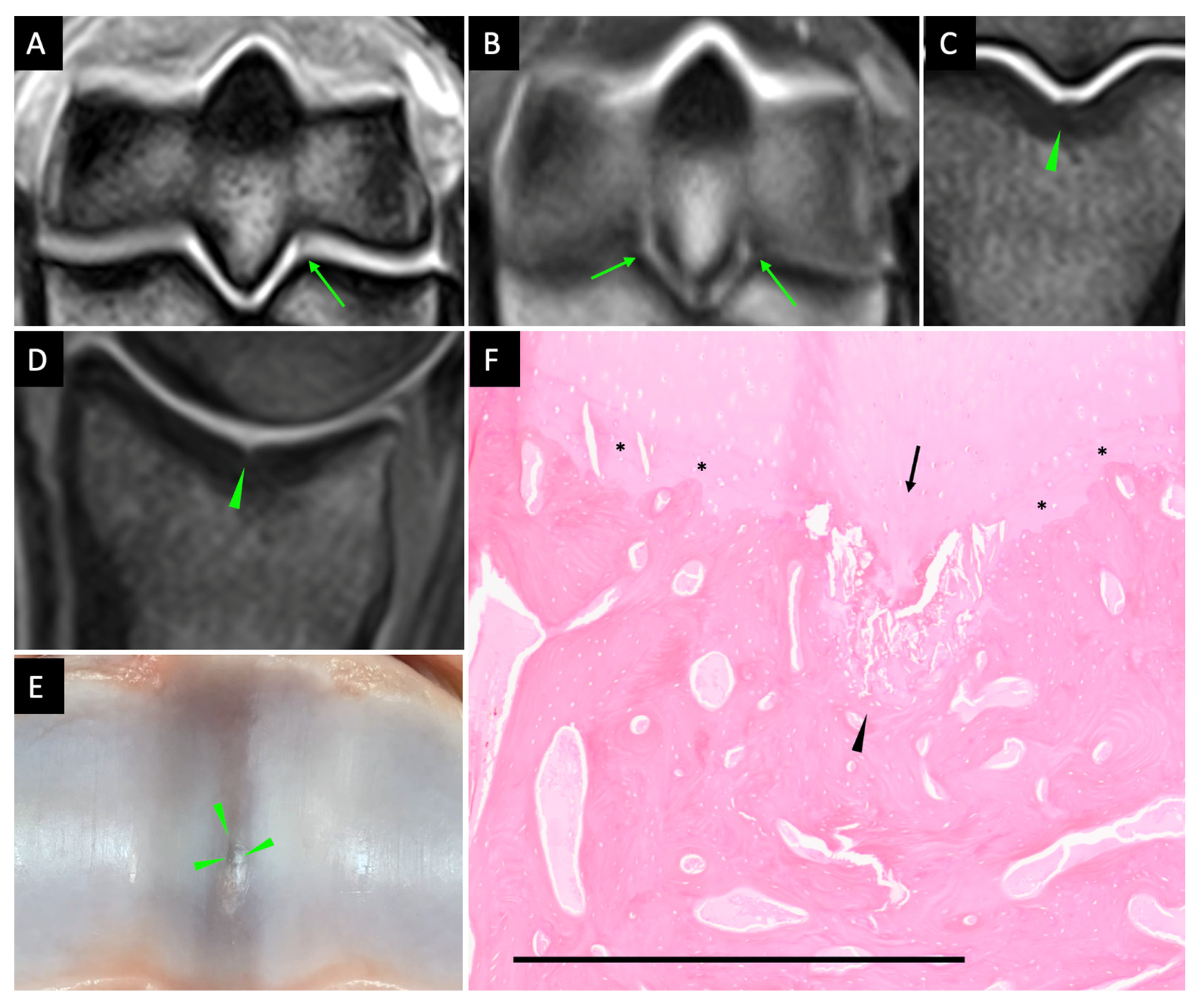 Animals 13 02912 g004