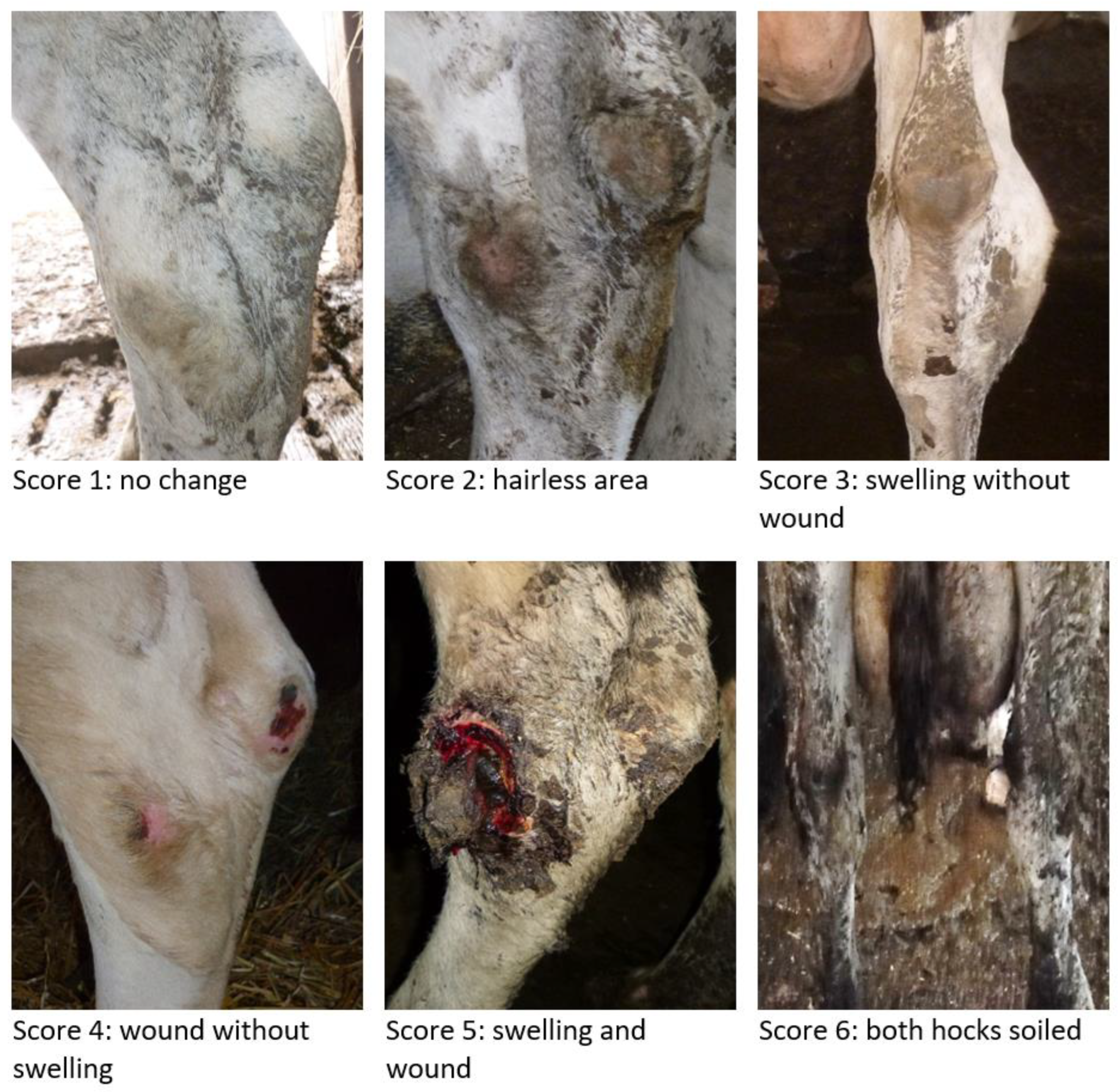 Animals 13 02919 g001