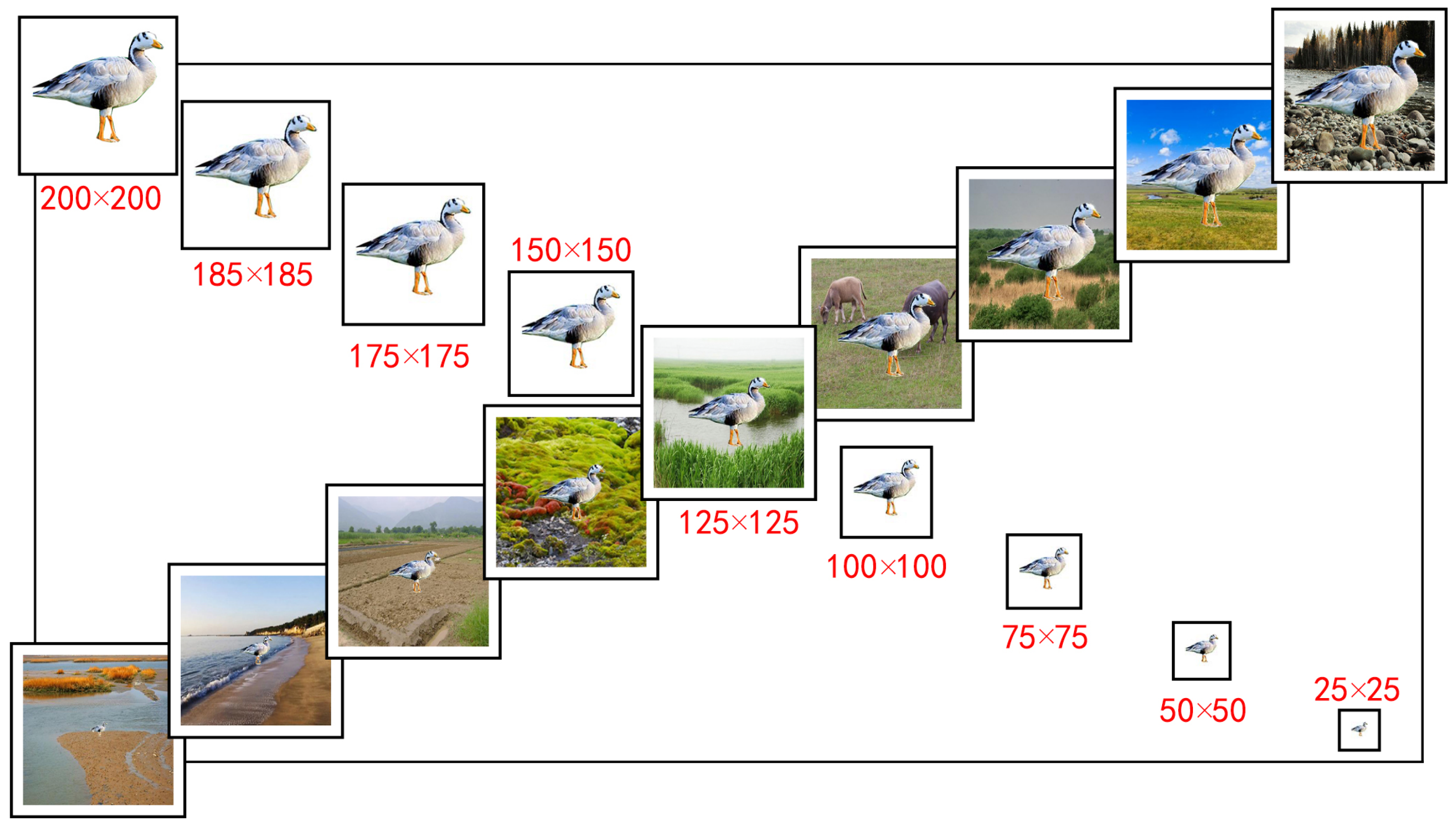 Animals 13 02924 g003