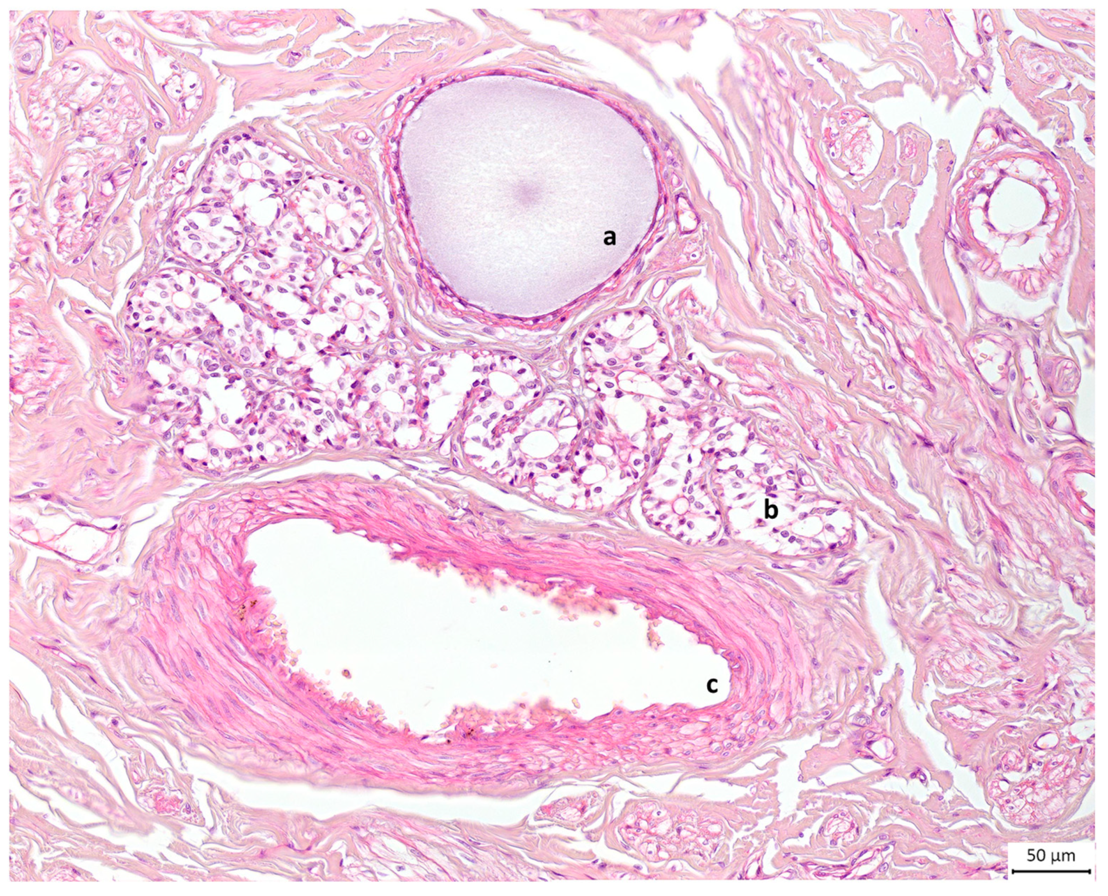 Animals 13 02932 g007