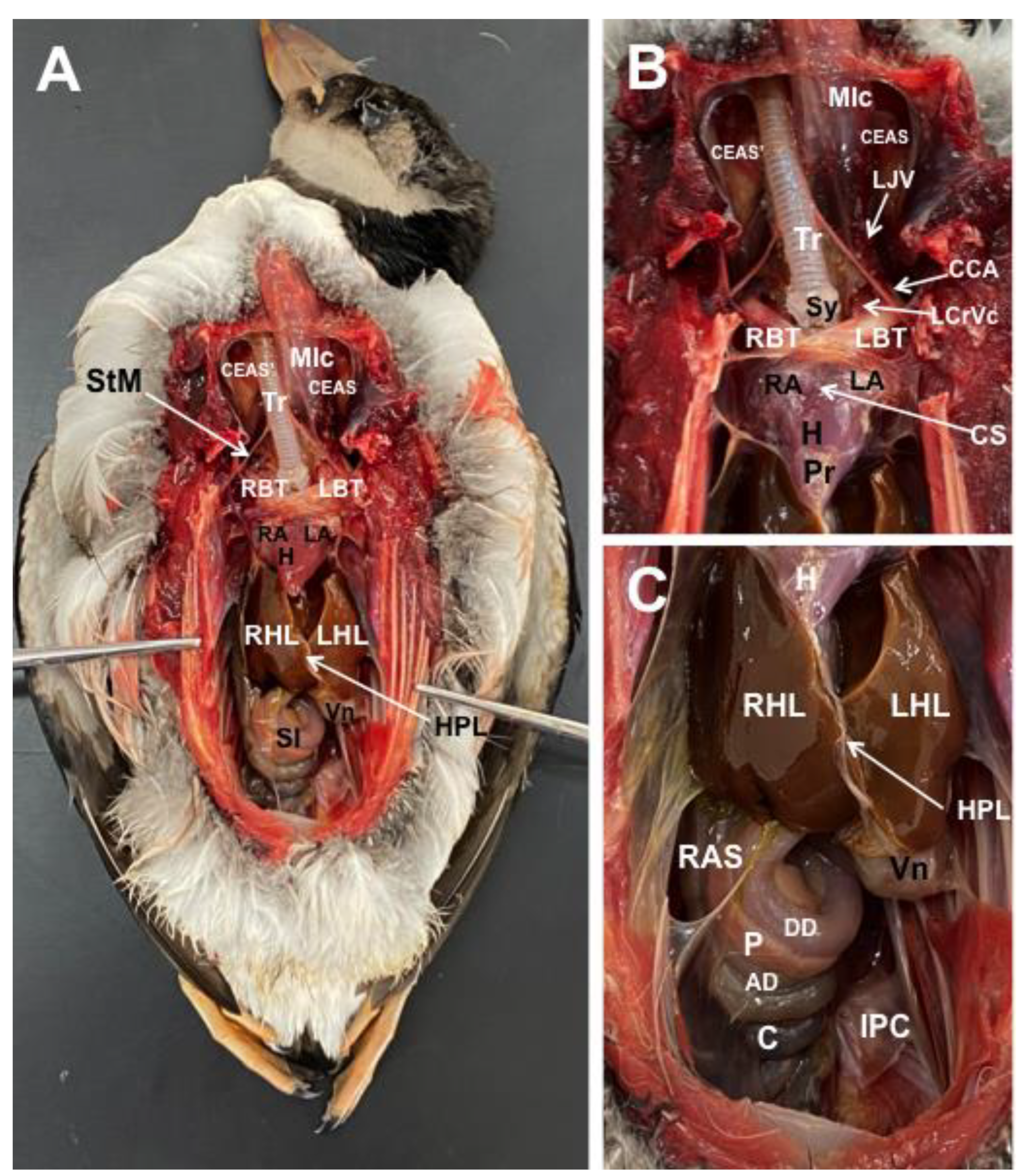 Animals 13 02933 g001