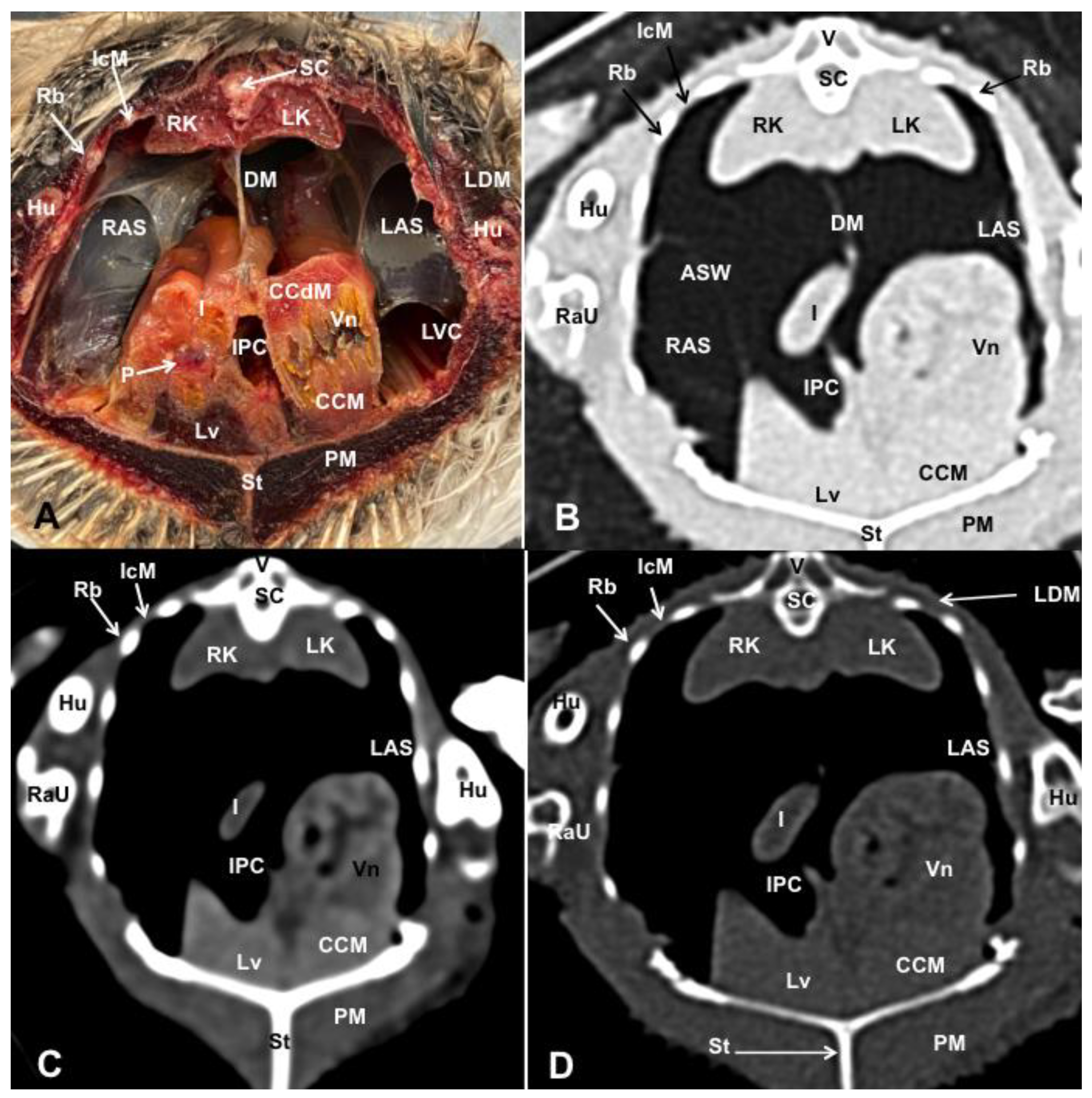 Animals 13 02933 g008