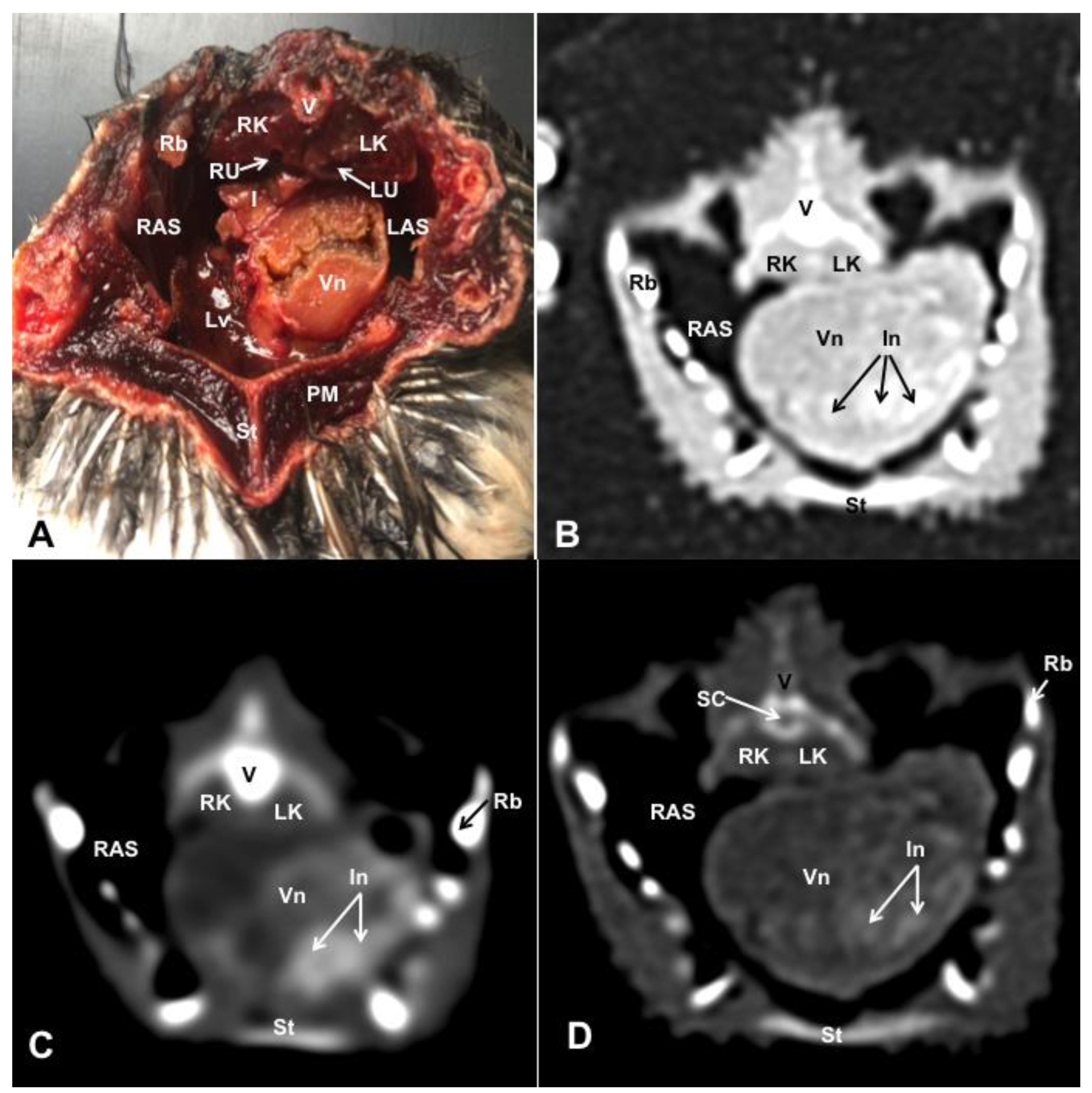 Animals 13 02933 g009