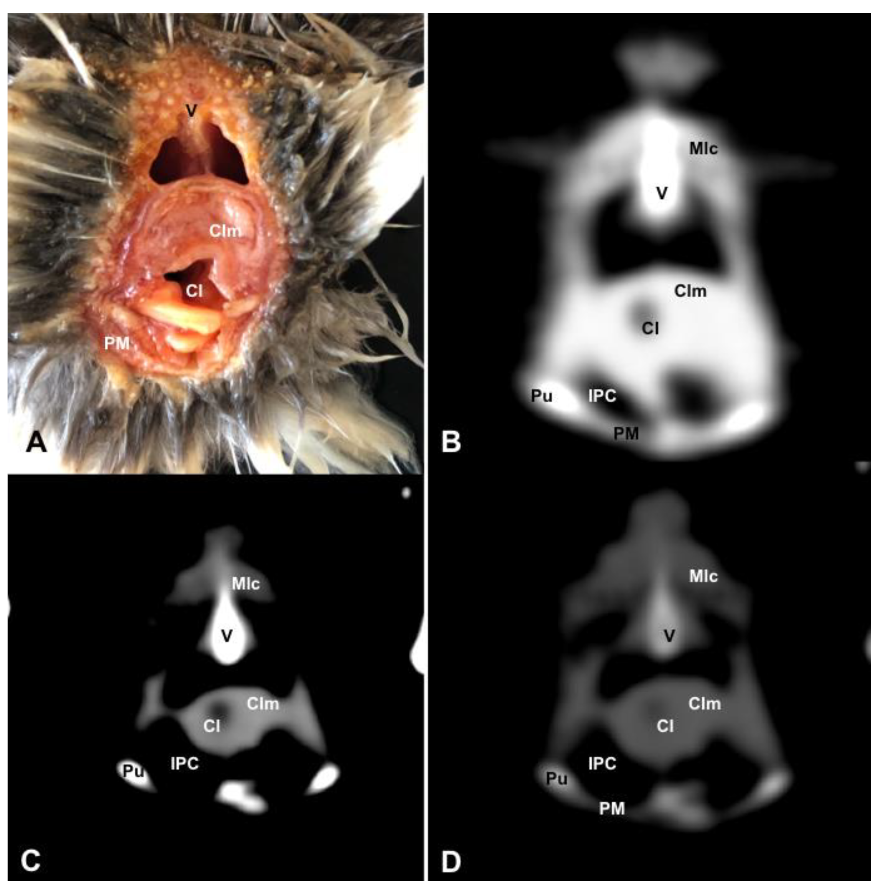 Animals 13 02933 g011