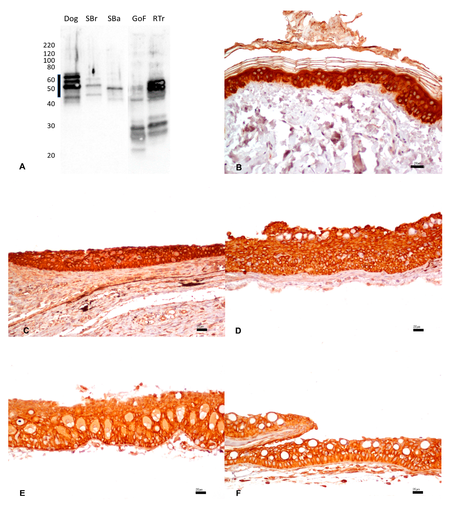 Animals 13 02934 g001