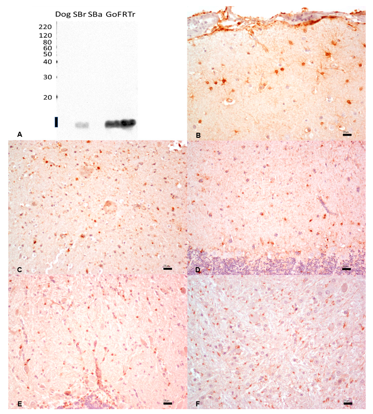 Animals 13 02934 g003