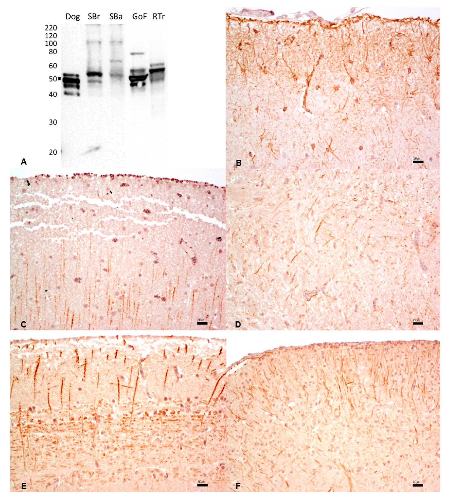 Animals 13 02934 g004