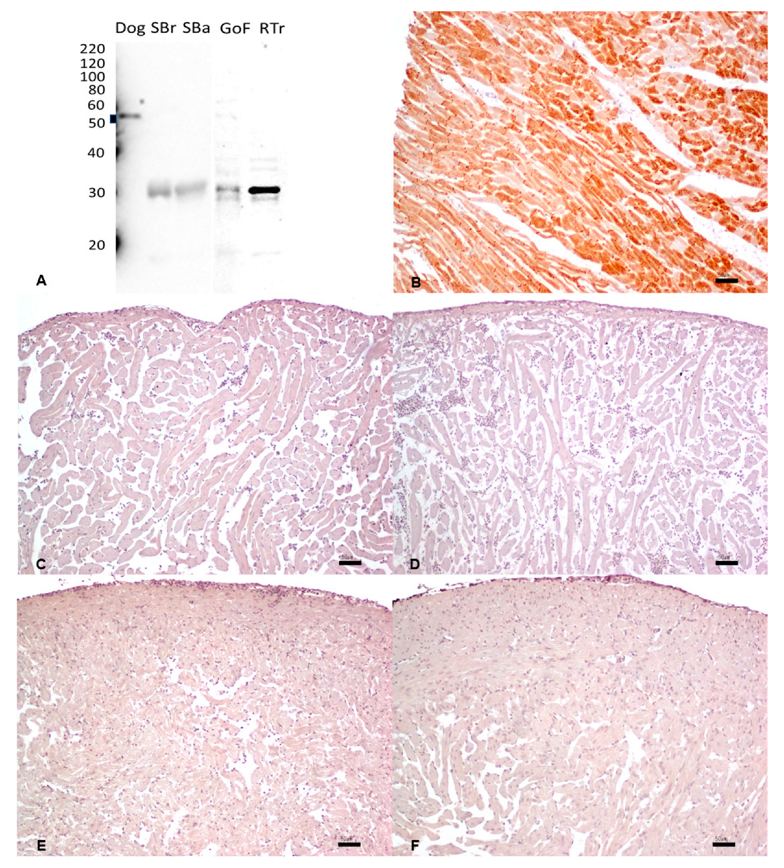 Animals 13 02934 g005