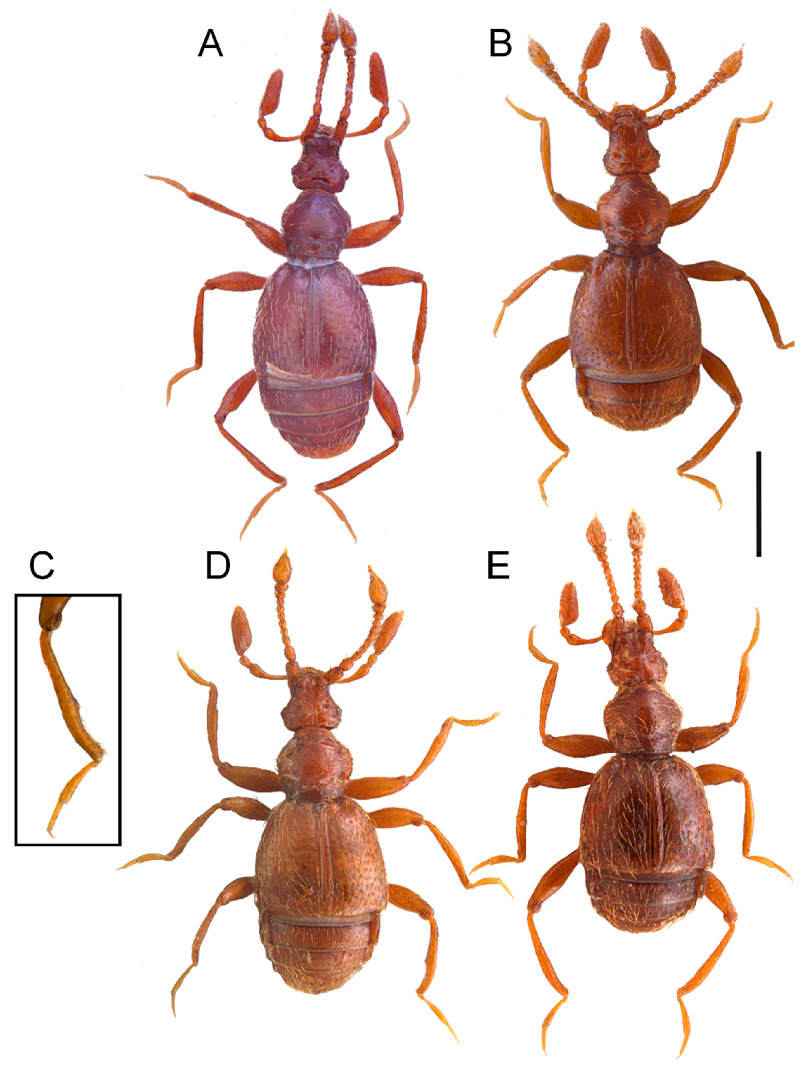 Animals 13 02941 g001