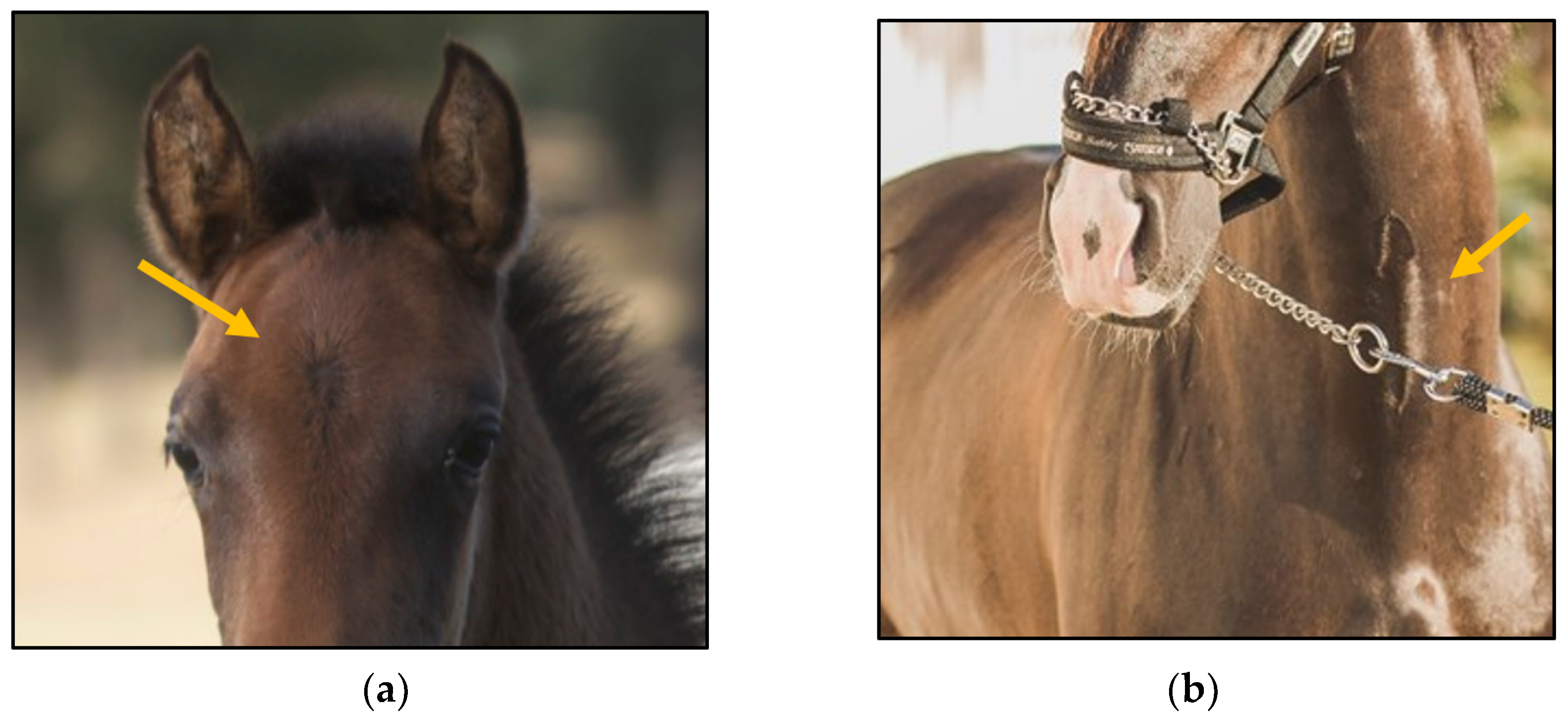 Animals Free FullText Phenotypic and Study of the Presence