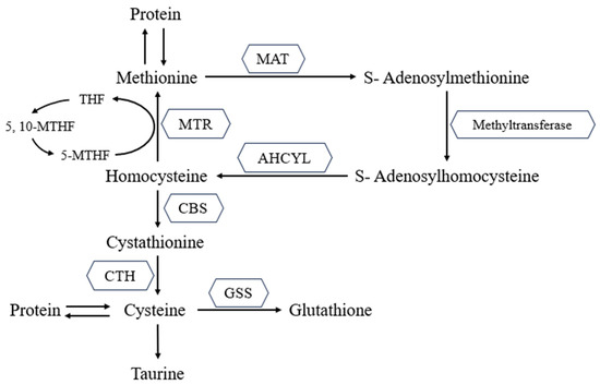 The Functional Roles of Methionine and Arginine in