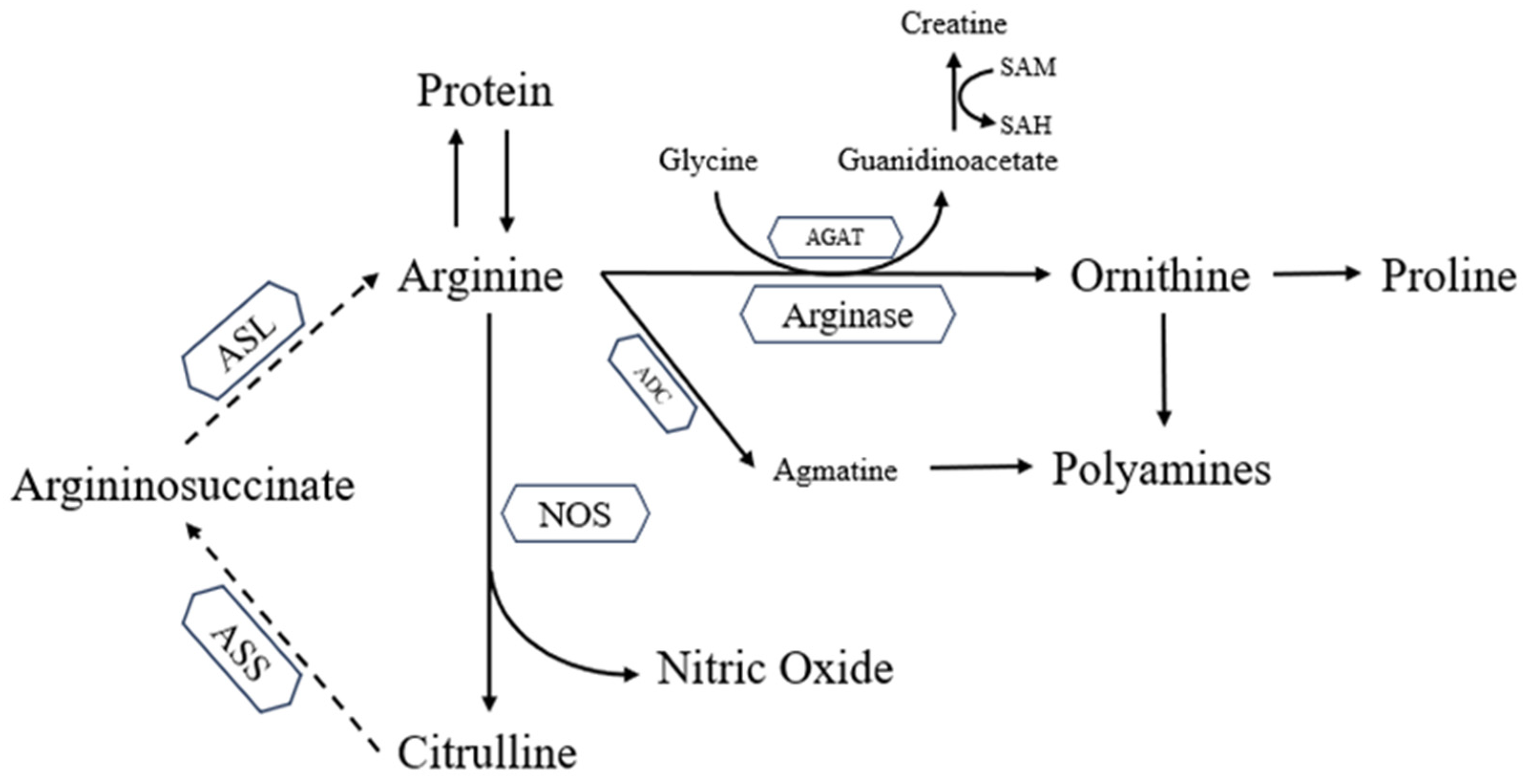 Date Palm Pollen Extract Avert Doxorubicin-Induced