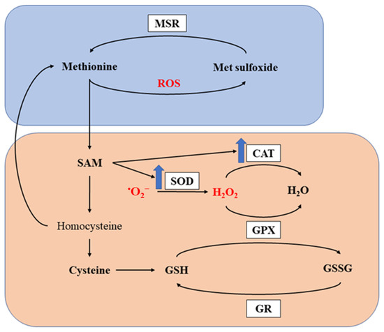 The Functional Roles of Methionine and Arginine in