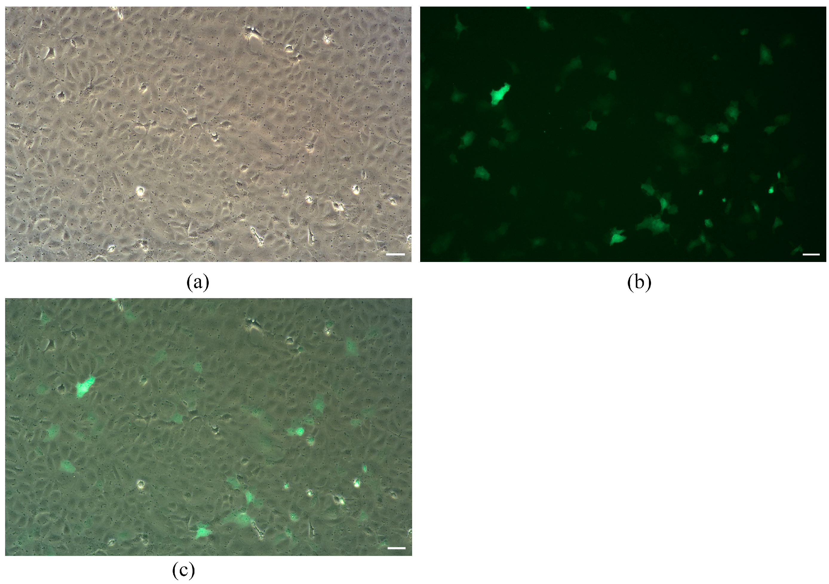 Animals 13 02959 g003 Animals 13 02959 g003