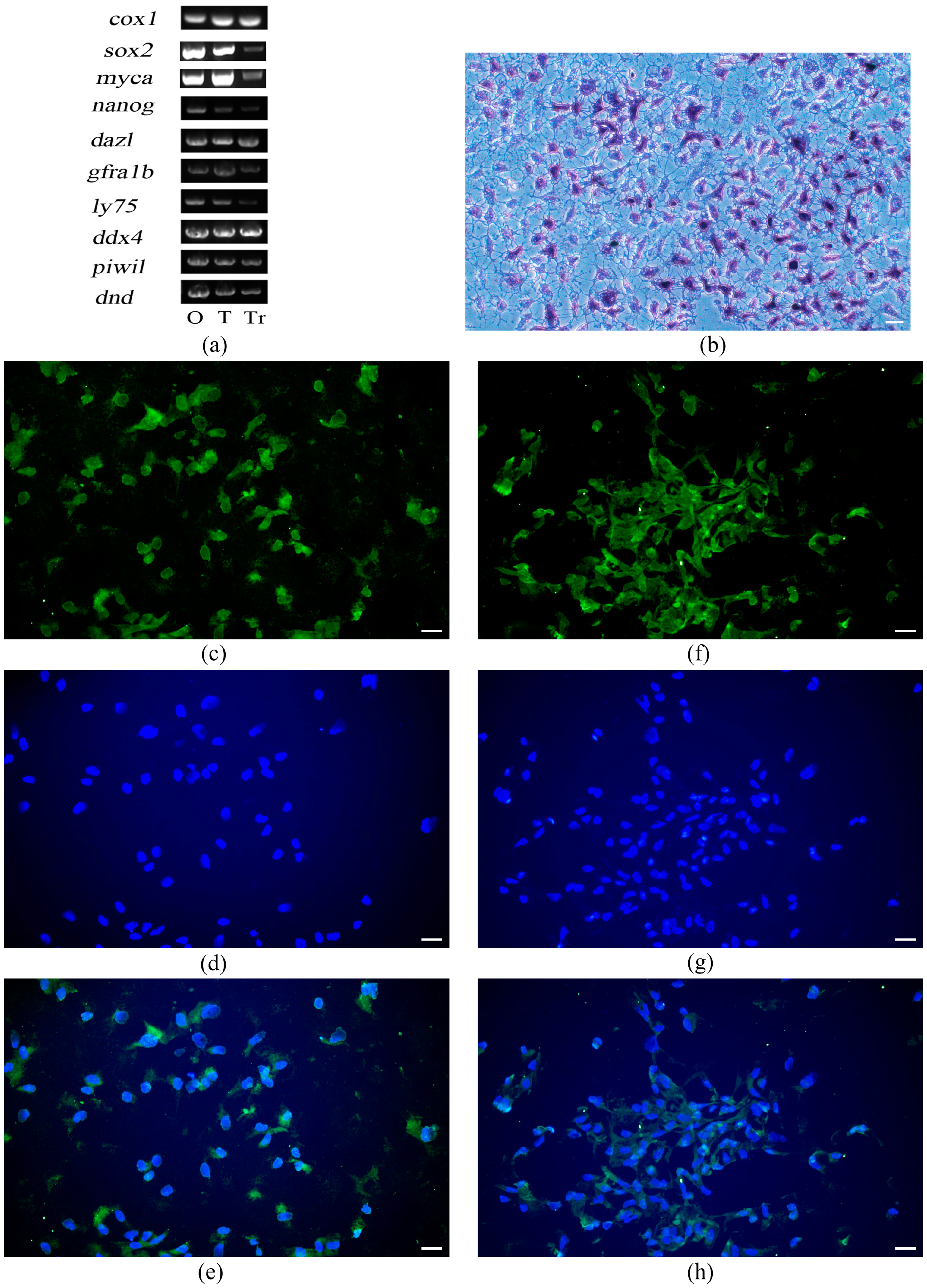 Animals 13 02959 g005 Animals 13 02959 g005