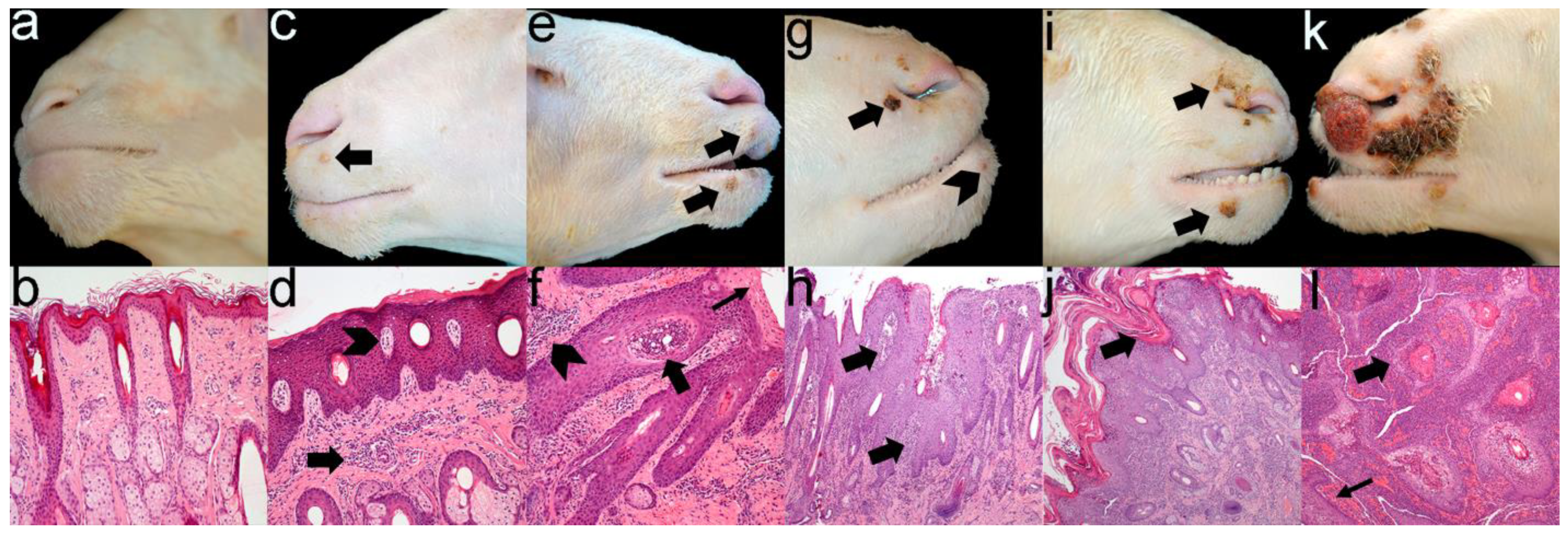 Animals 13 02962 g002