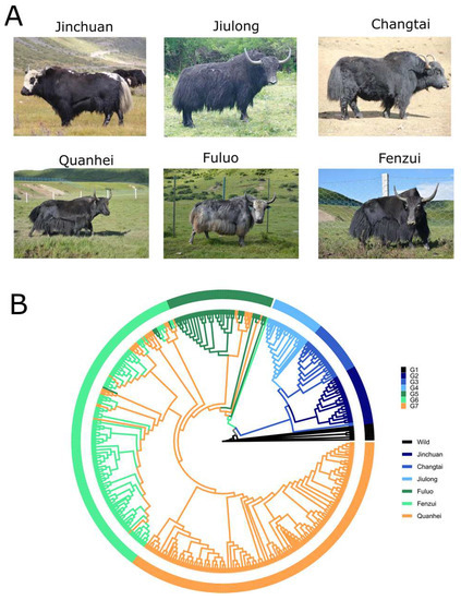 Genome Variation Map of Domestic Qinghai-Tibet Plateau Yaks