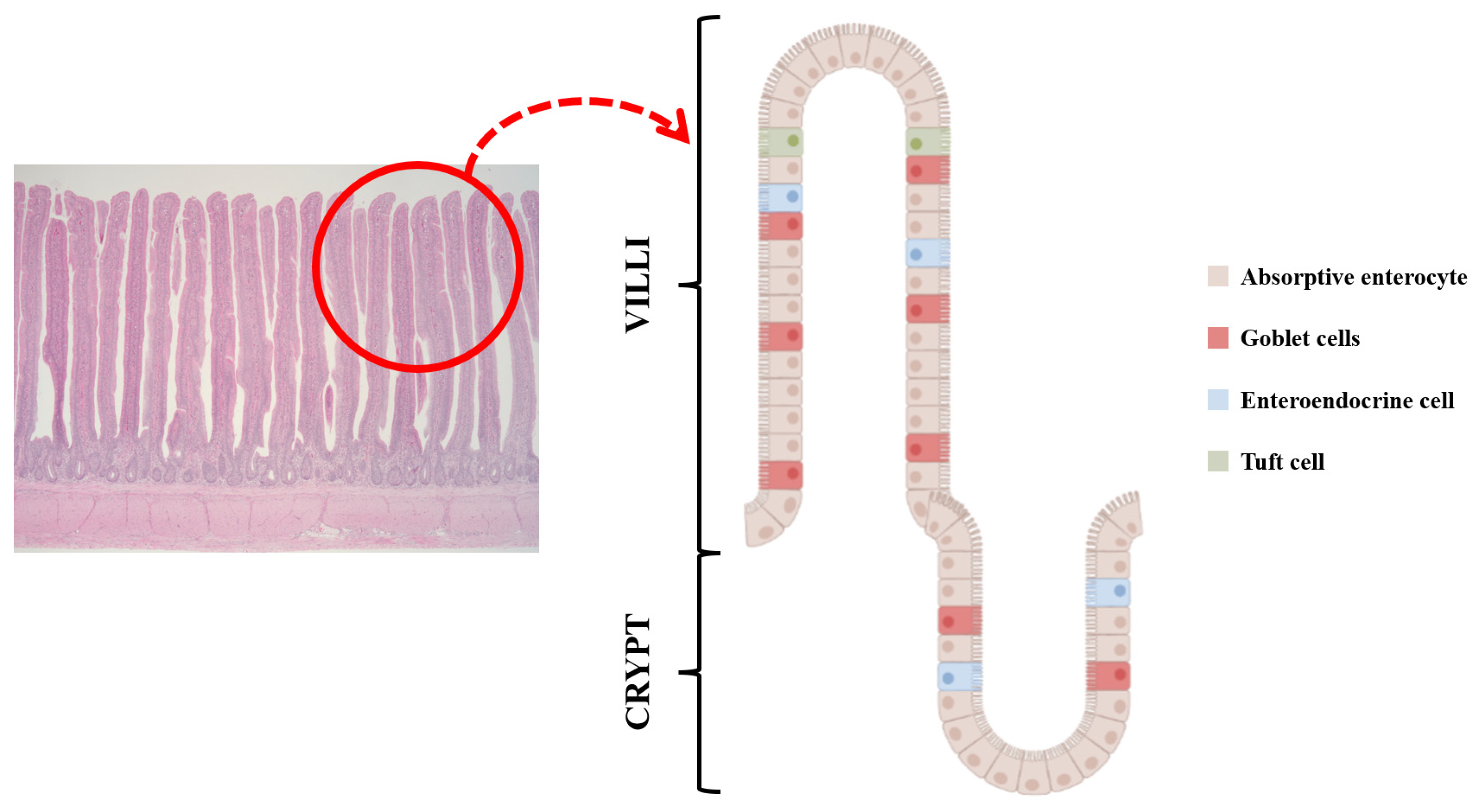 Animals 13 02975 g001