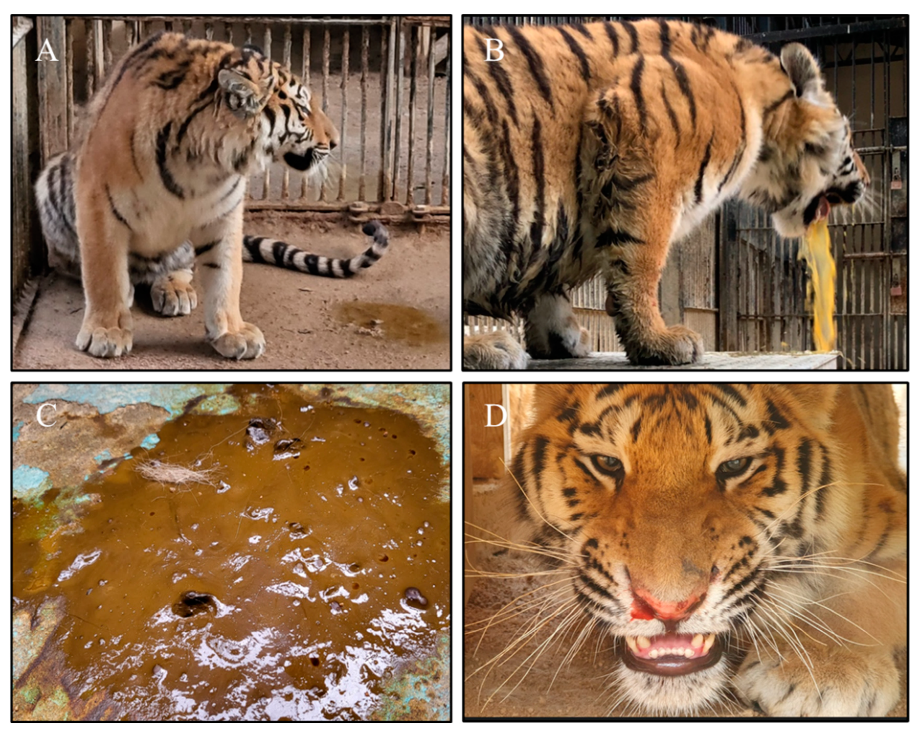 DNA samples of Bengal tigers polluted by genes of the Siberian Tiger