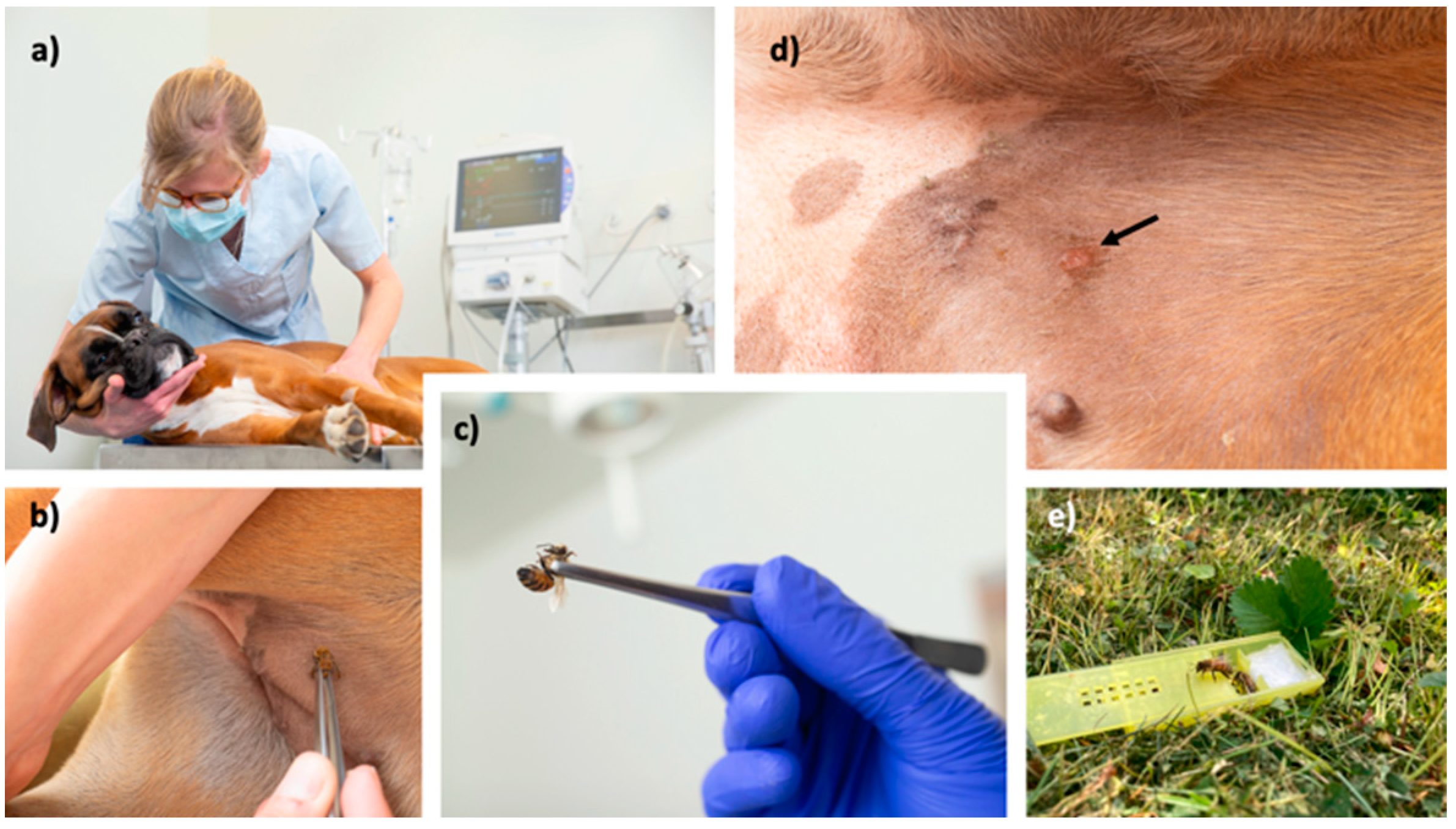 Animals 13 03002 g002