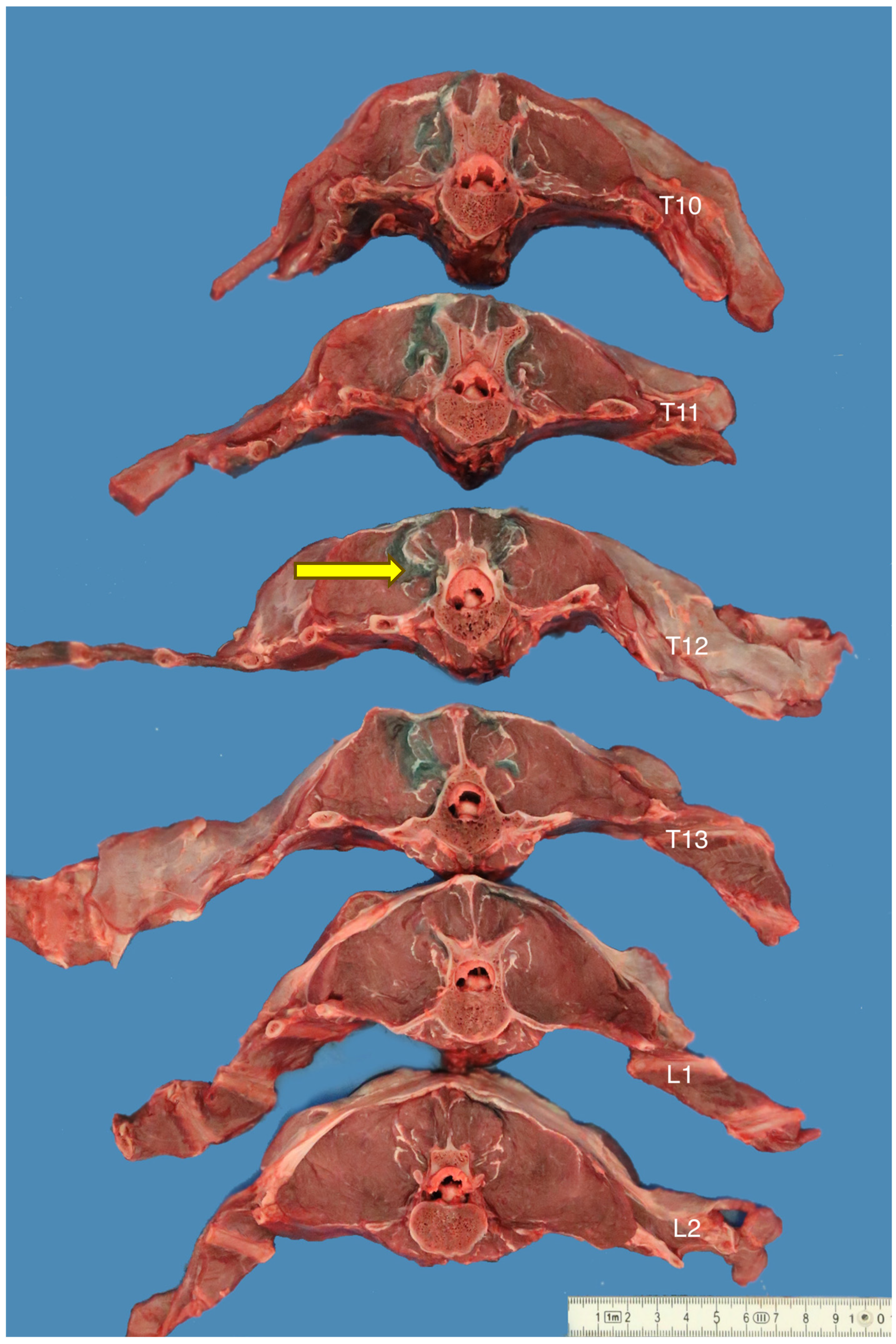 Animals 13 03008 g005