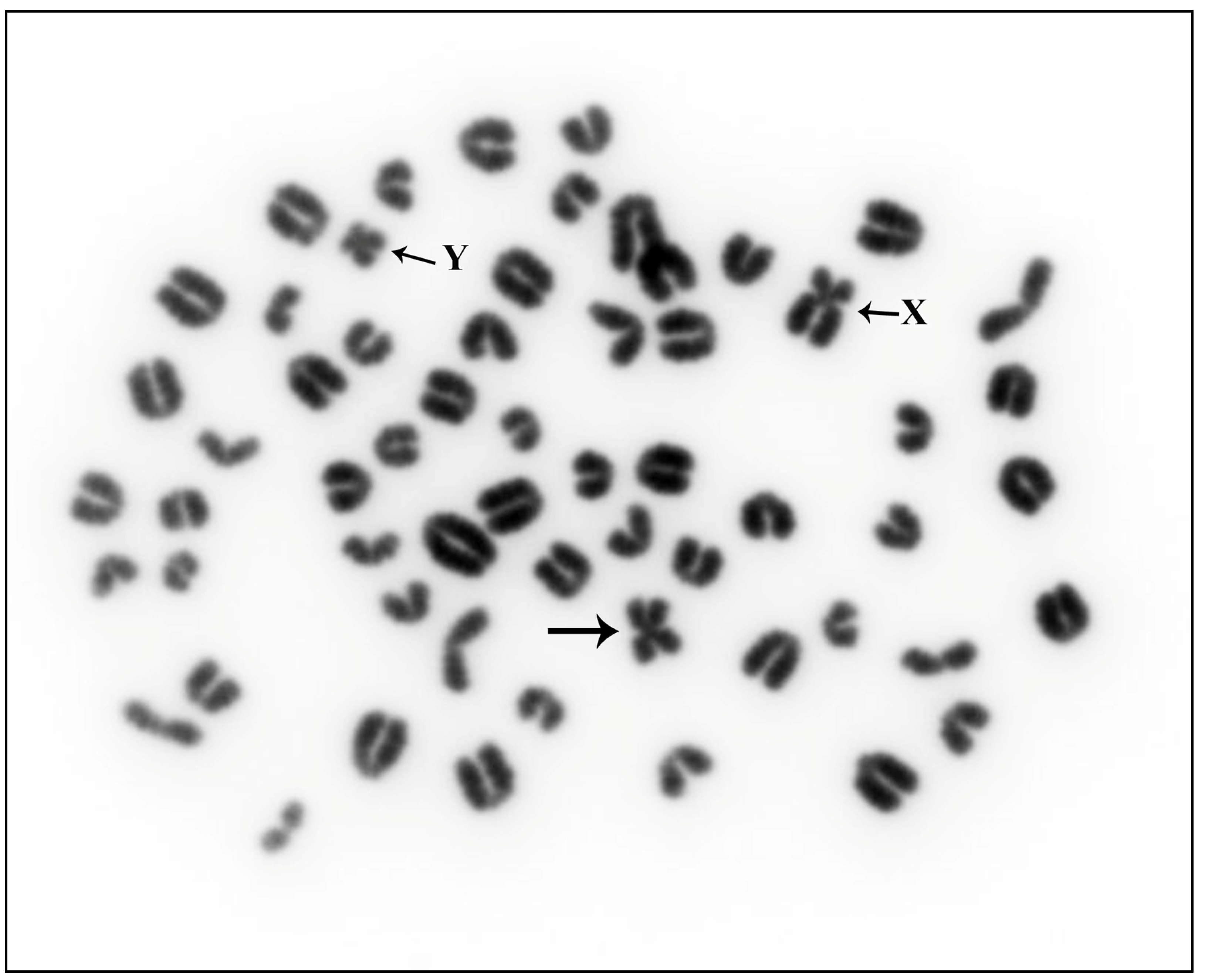 Animals 13 03018 g001