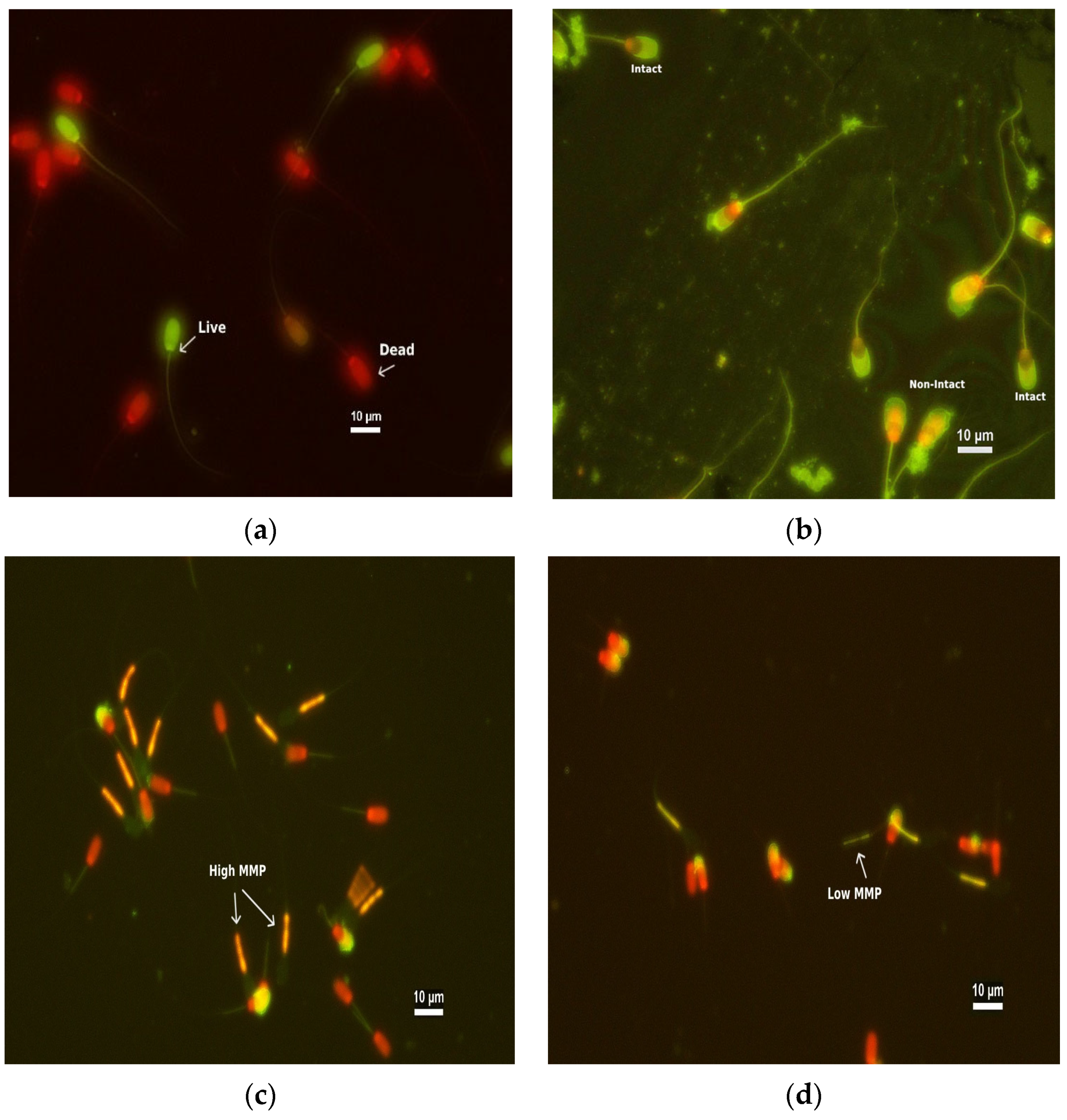 Animals 13 03040 g001