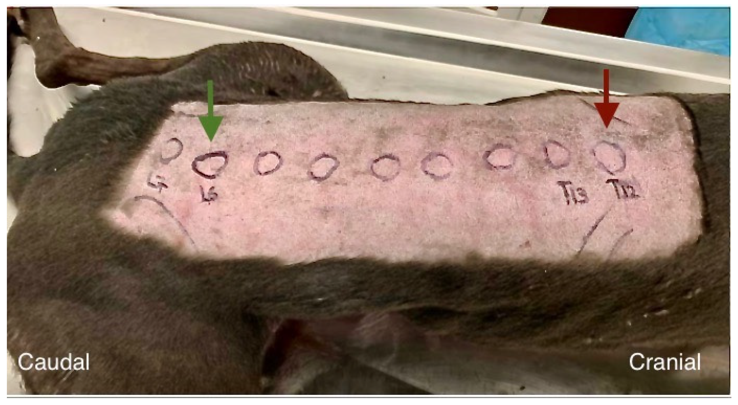 Animals 13 03045 g001