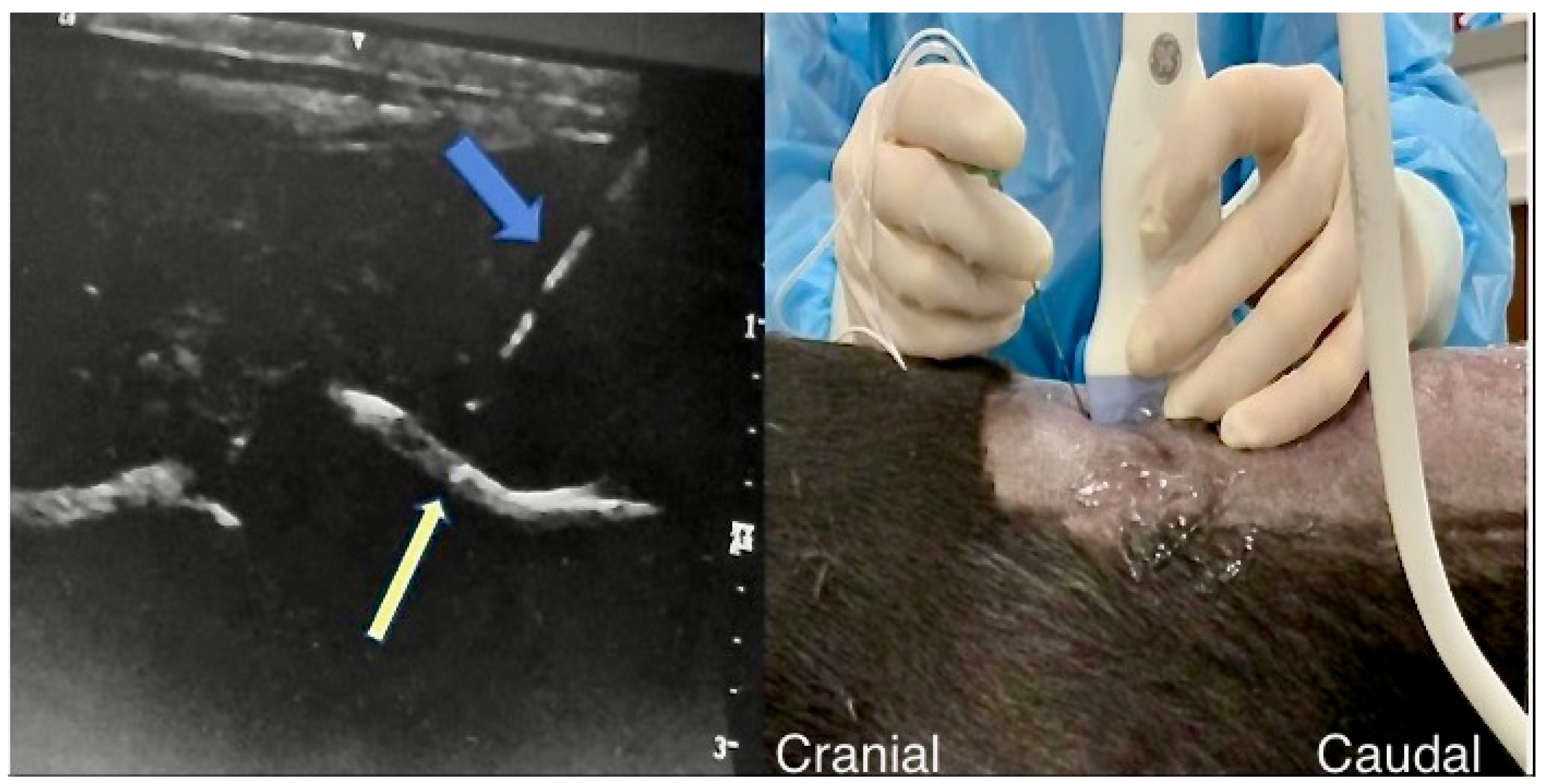 Animals 13 03045 g002